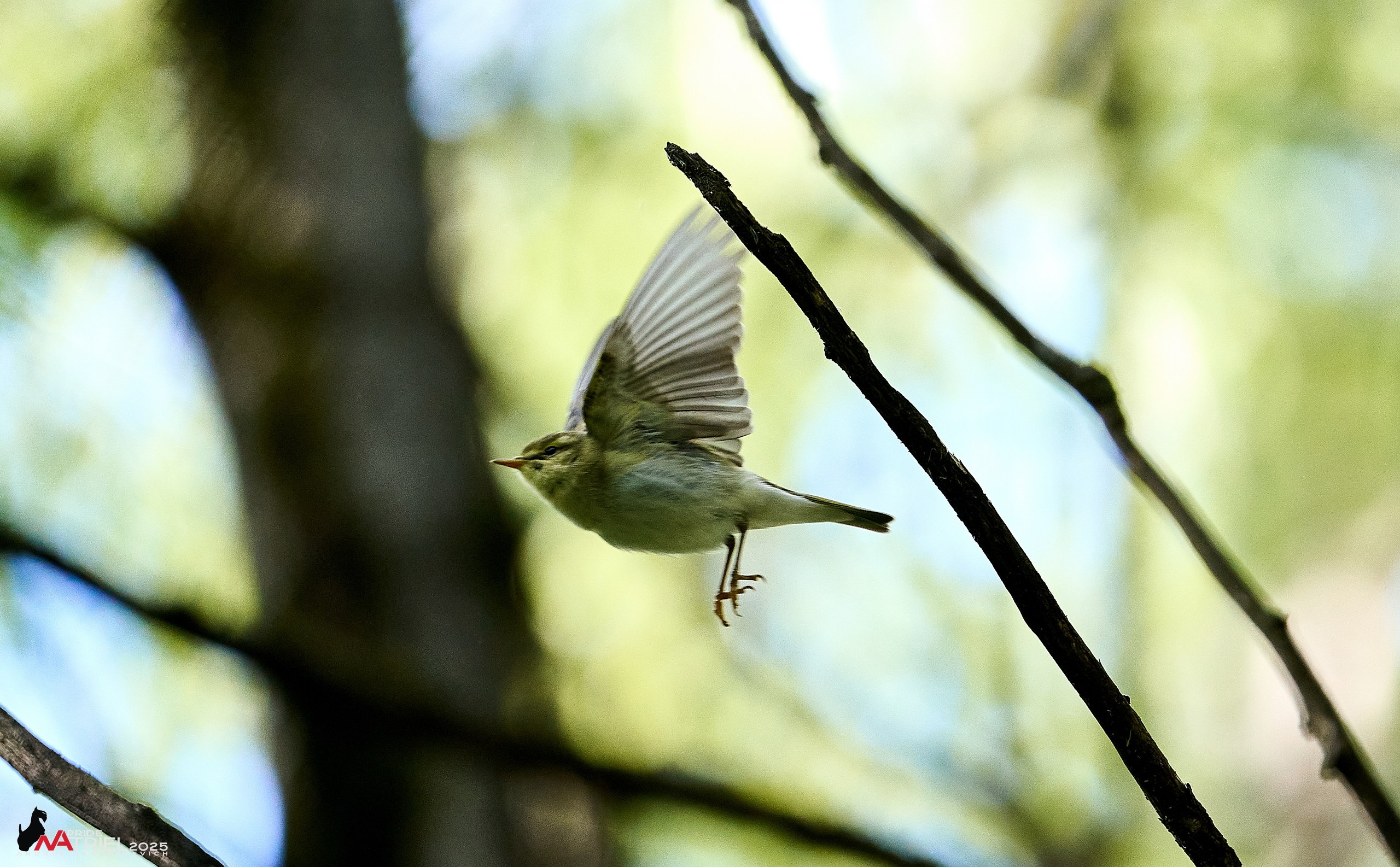 Съемка в майском лесу