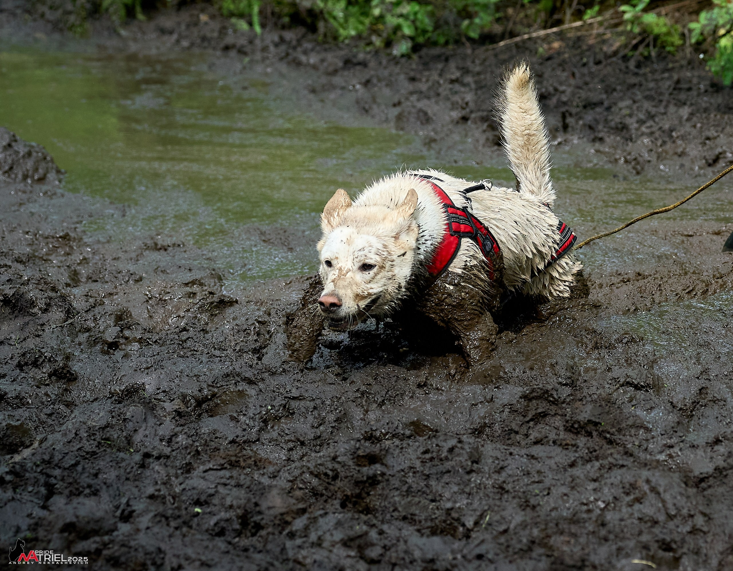 Russian Extreme Dog Trail — 2025