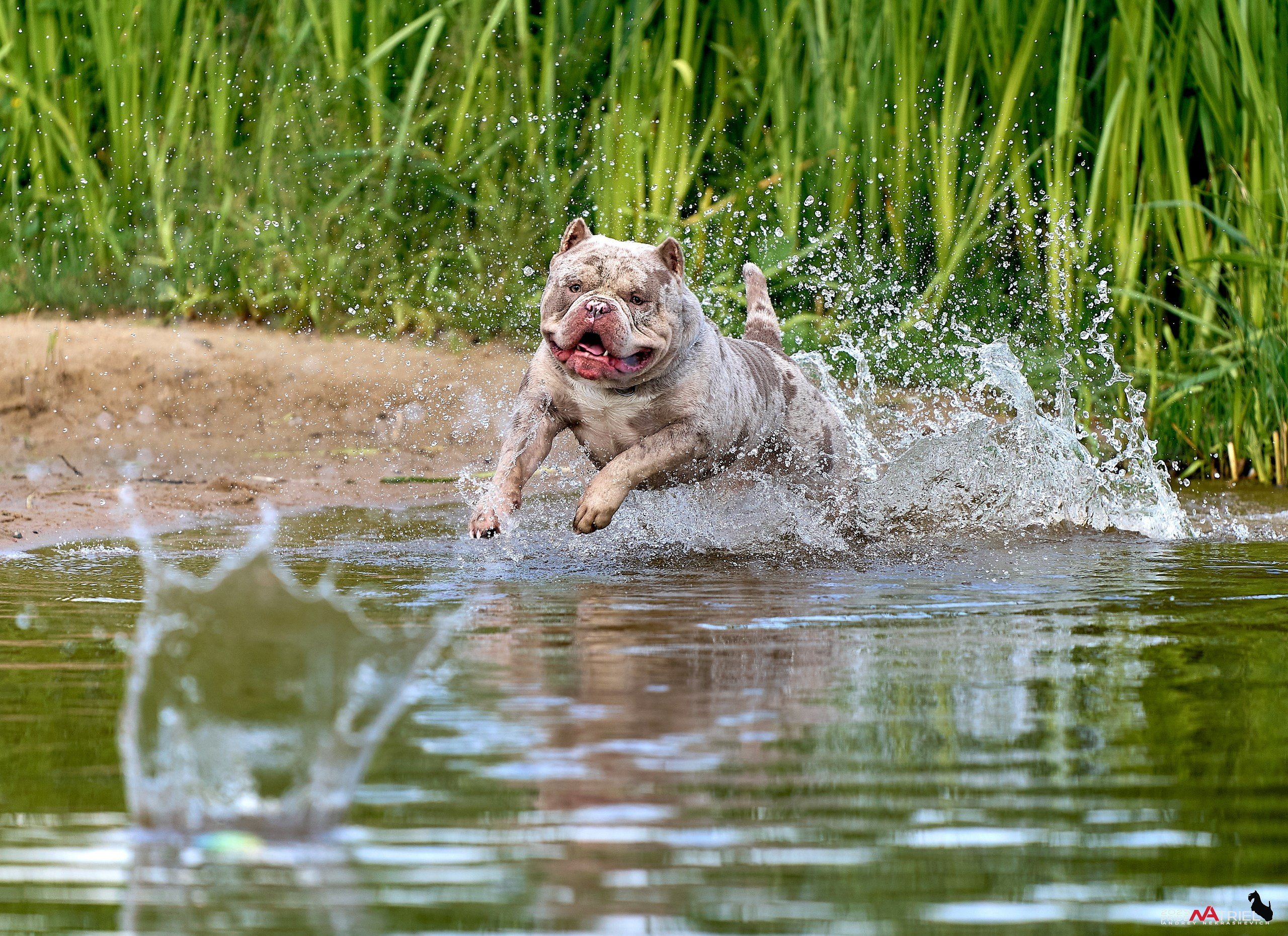 Съемка собак породы булли на природе