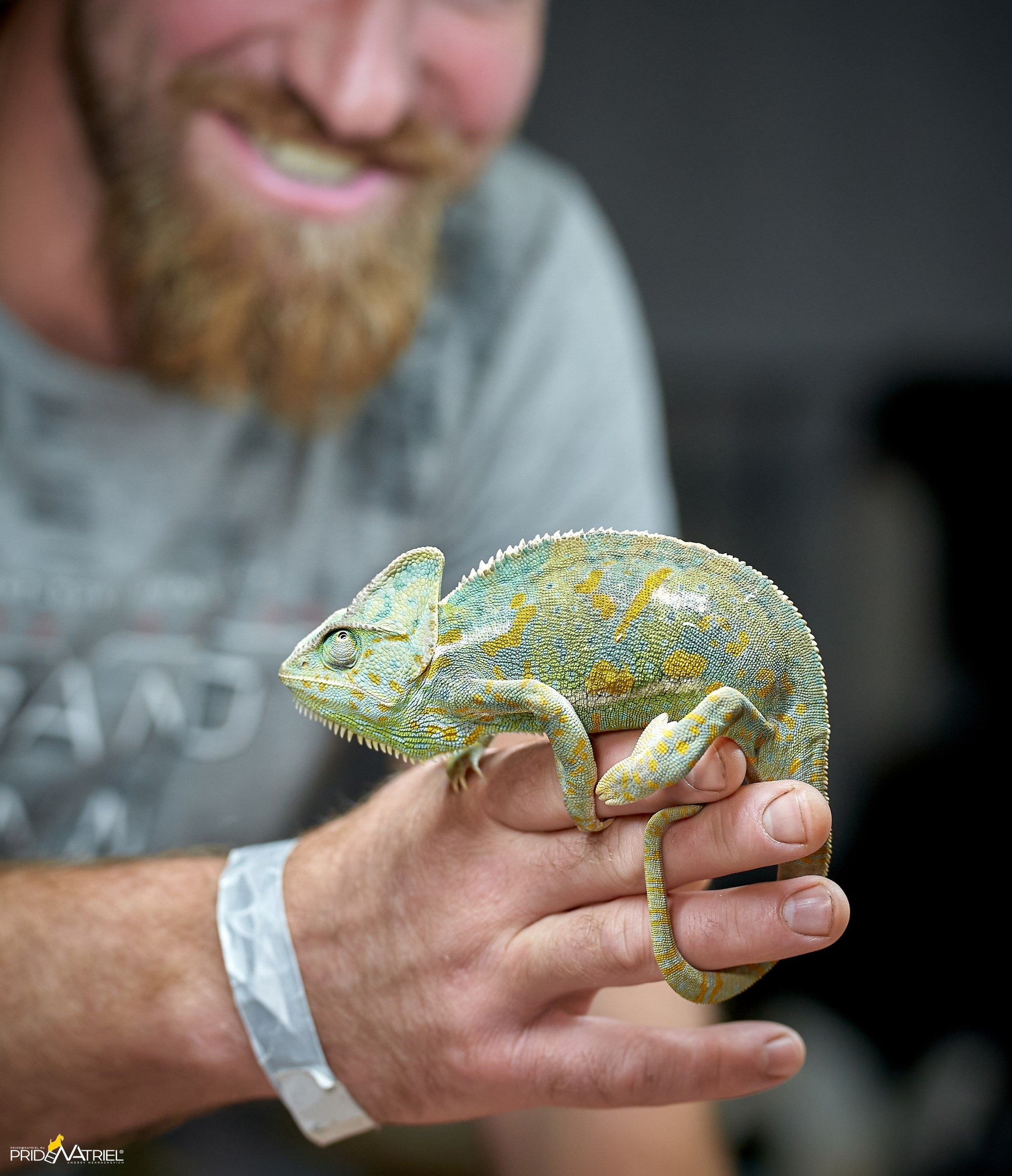 Выставки животных — галерея NATRIEL