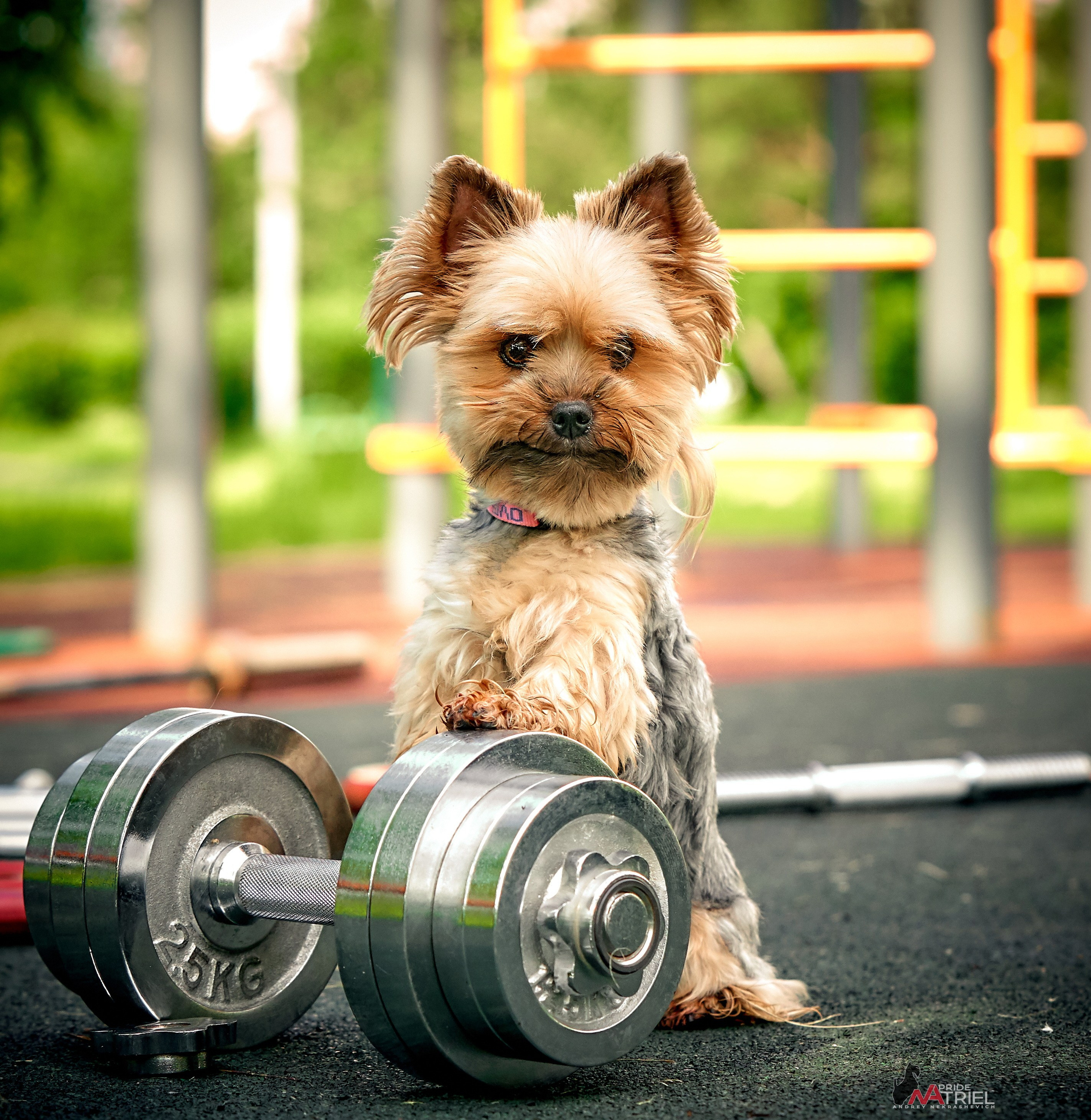 Йоркширский терьер Циля