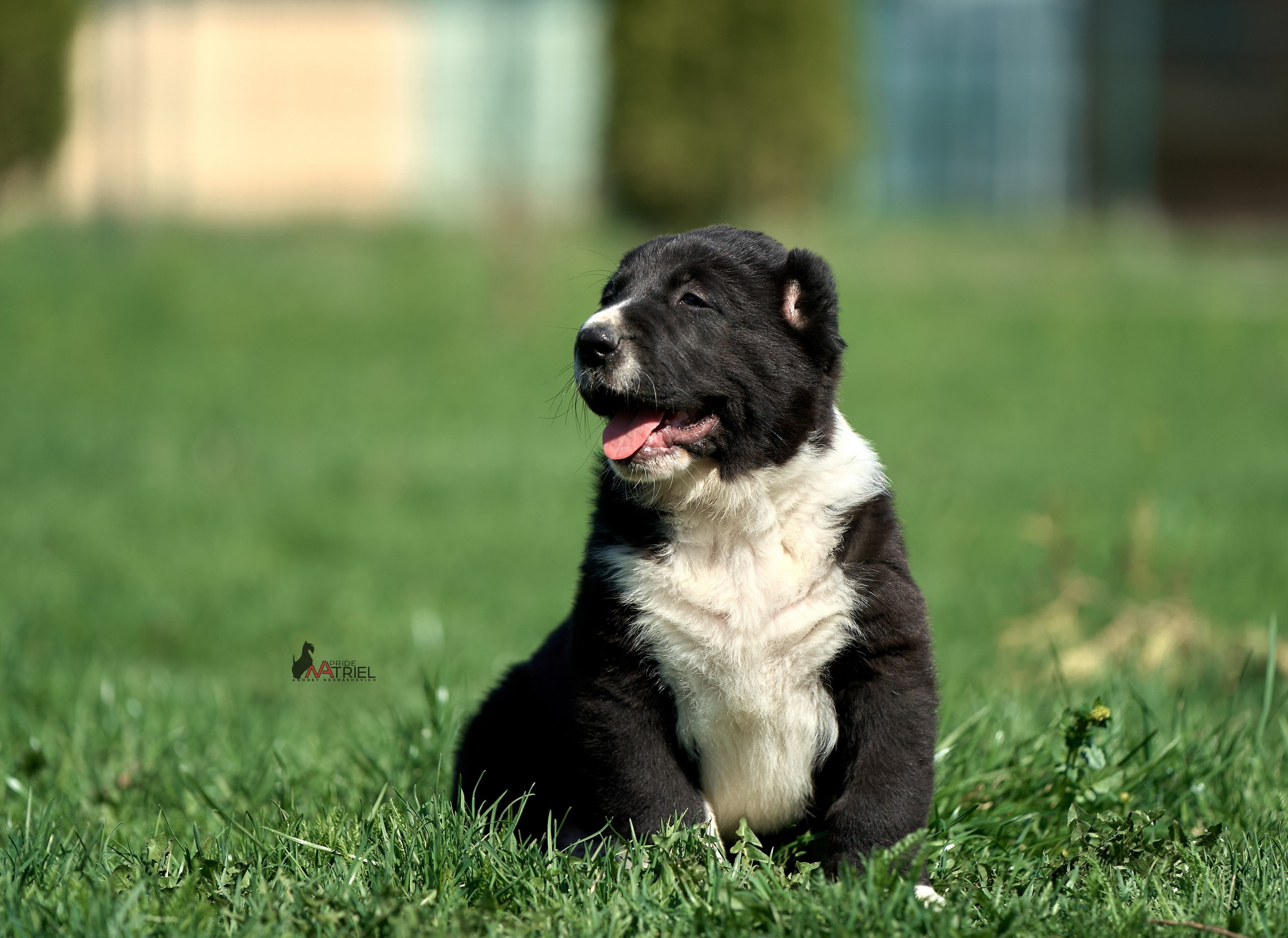 Среднеазиаты — щенки и взрослые