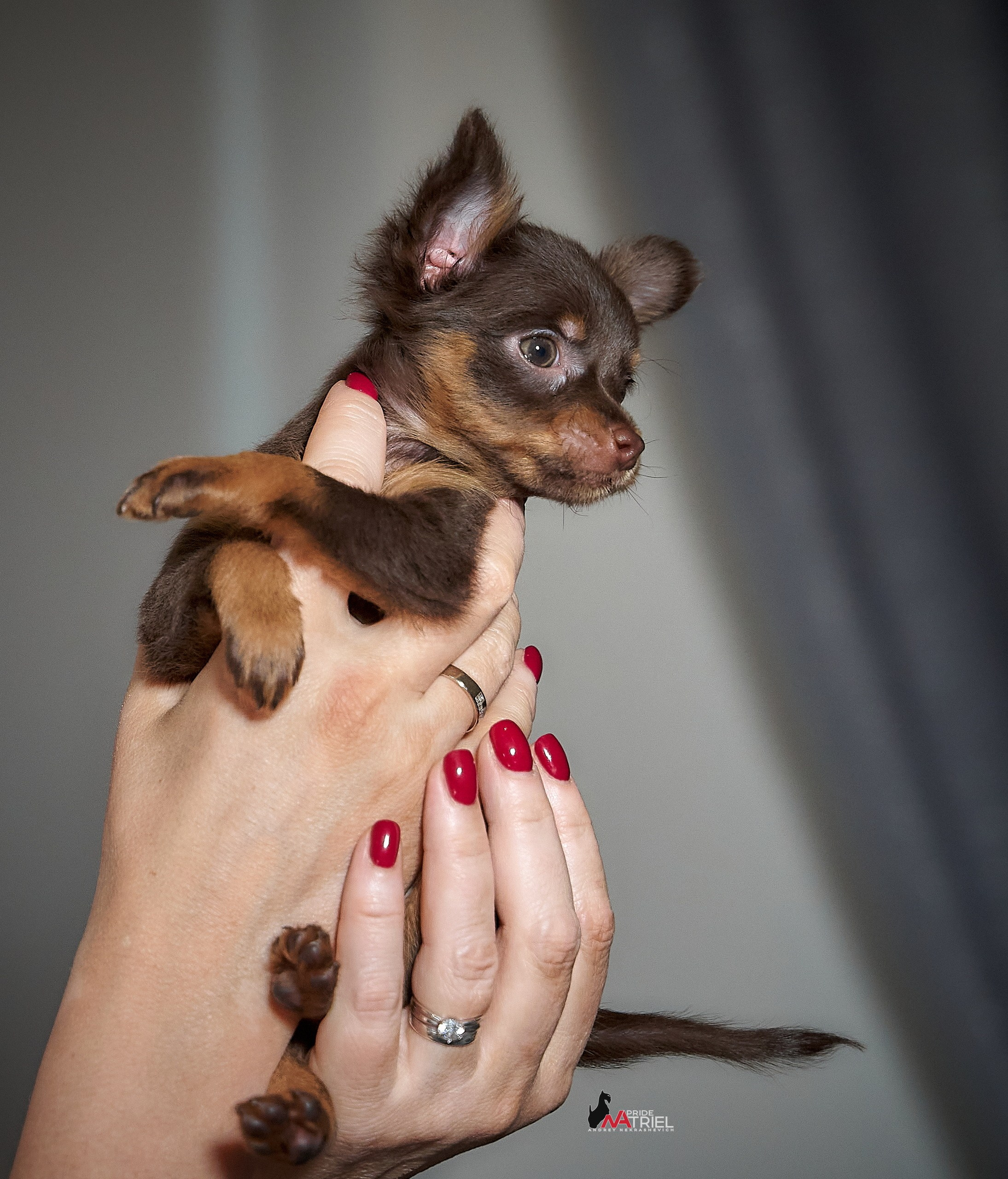 Щенки дома — галерея NATRIEL