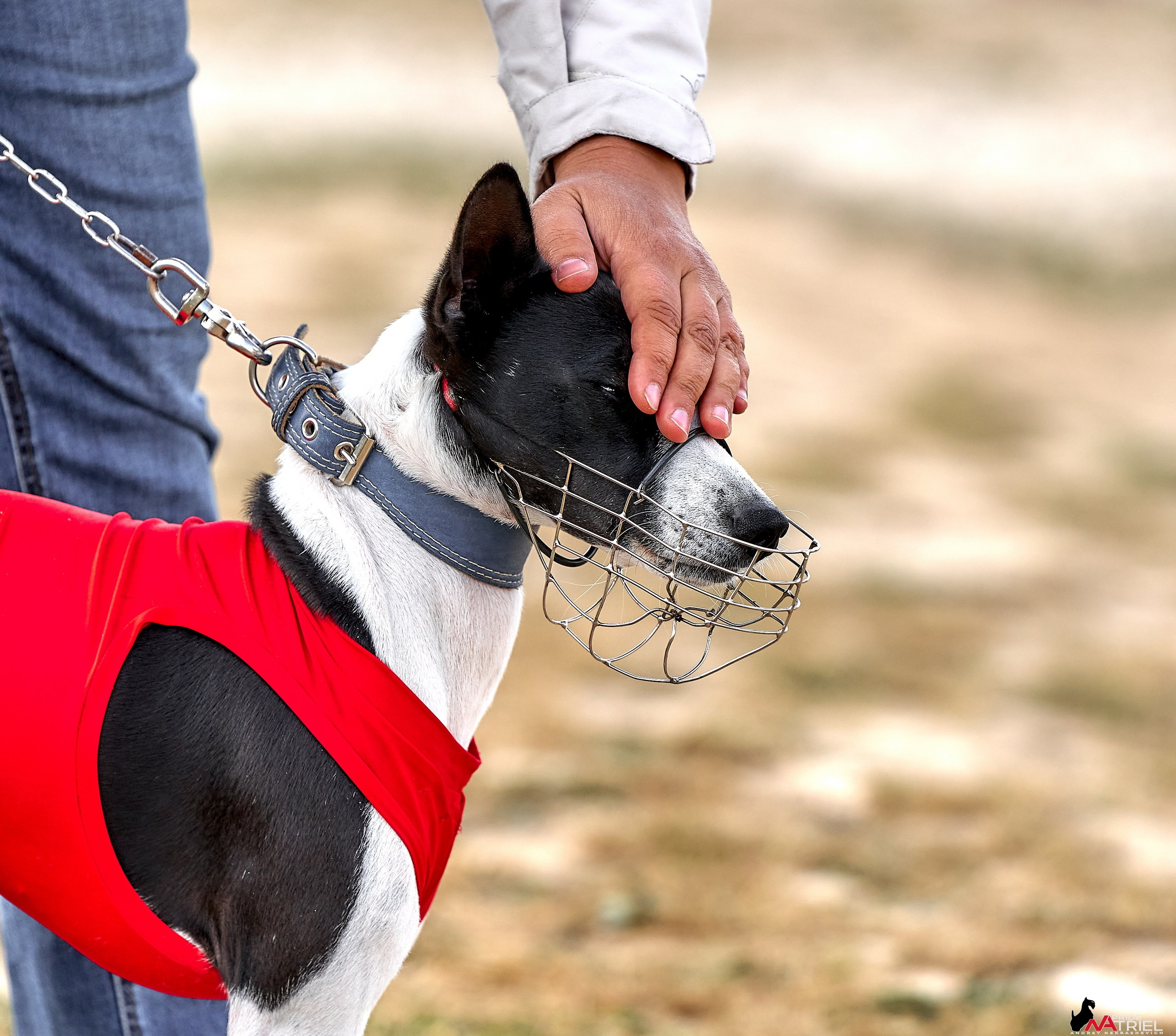 Съемка курсинг — галерея NATRIEL