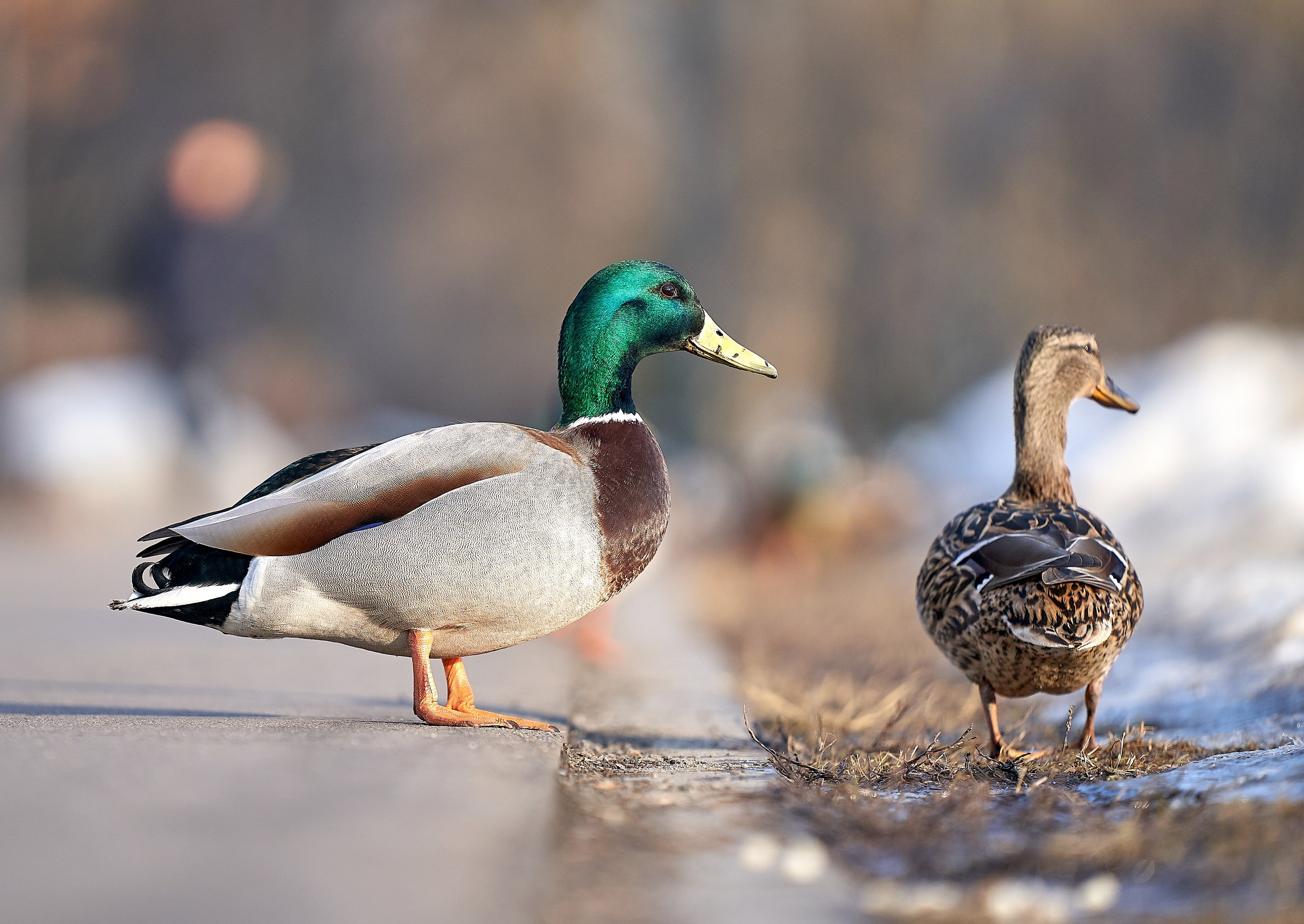 Фото птиц — галерея NATRIEL