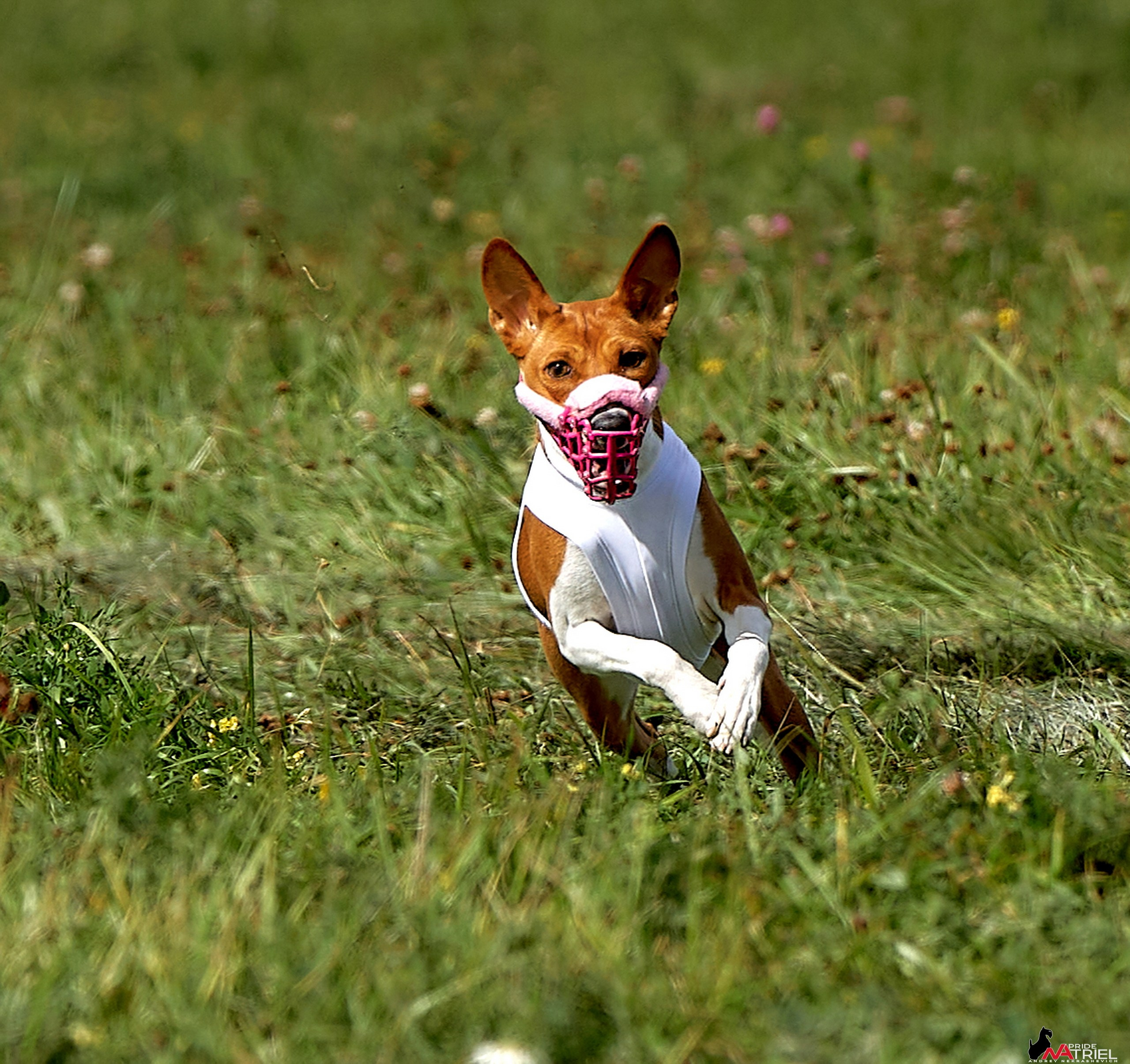 Съемка курсинг — галерея NATRIEL