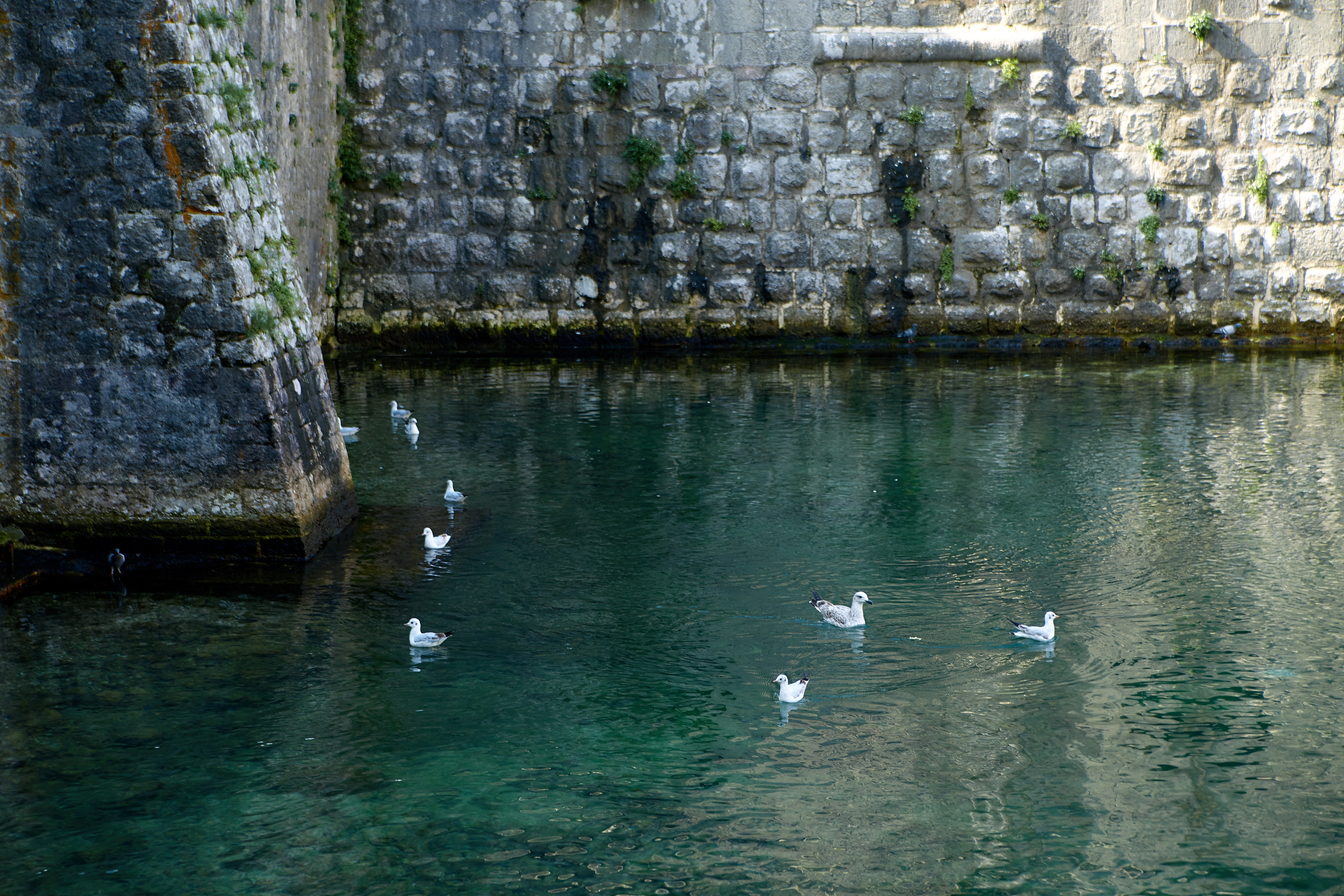 Montenegro. Профессиональный фотограф Светлана Писарева