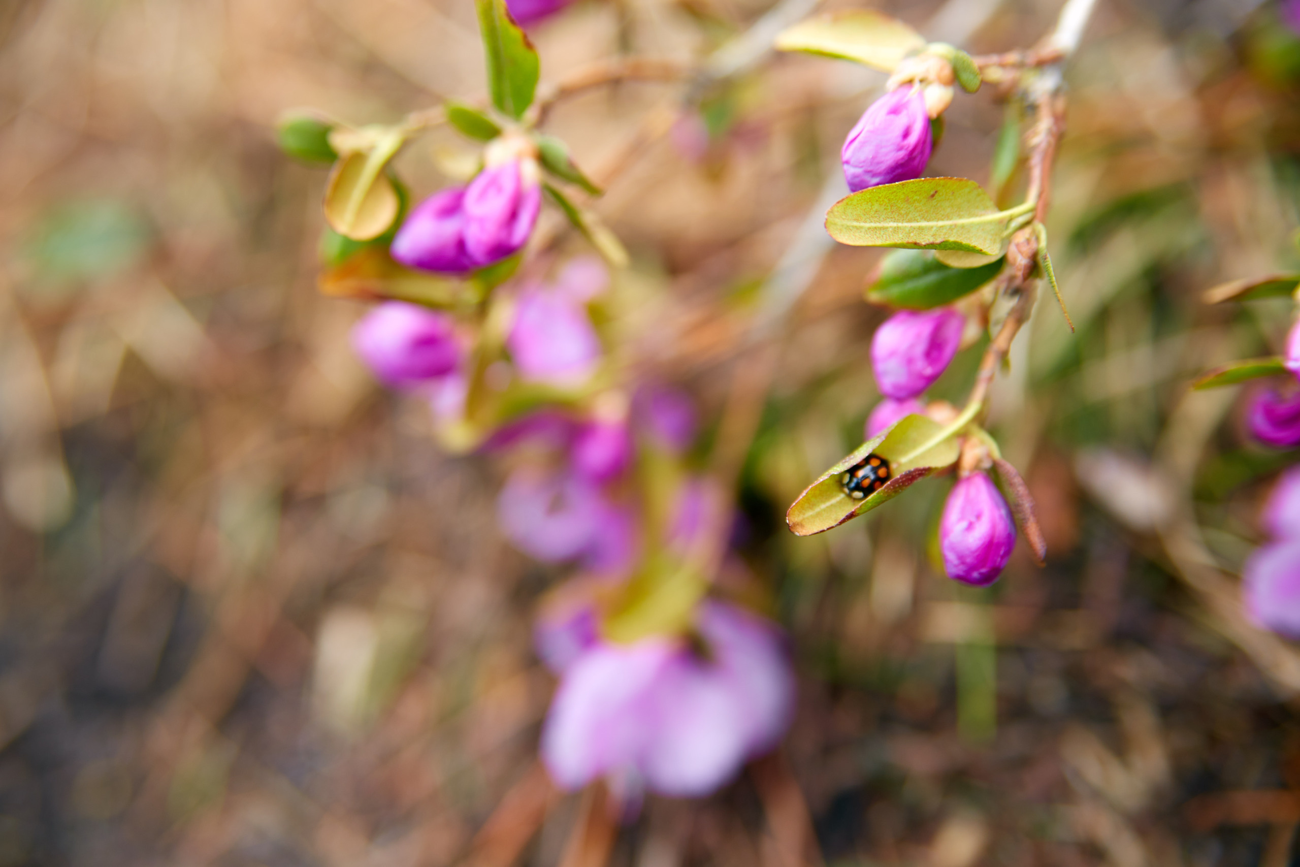 Love Story. Профессиональный фотограф Светлана Писарева