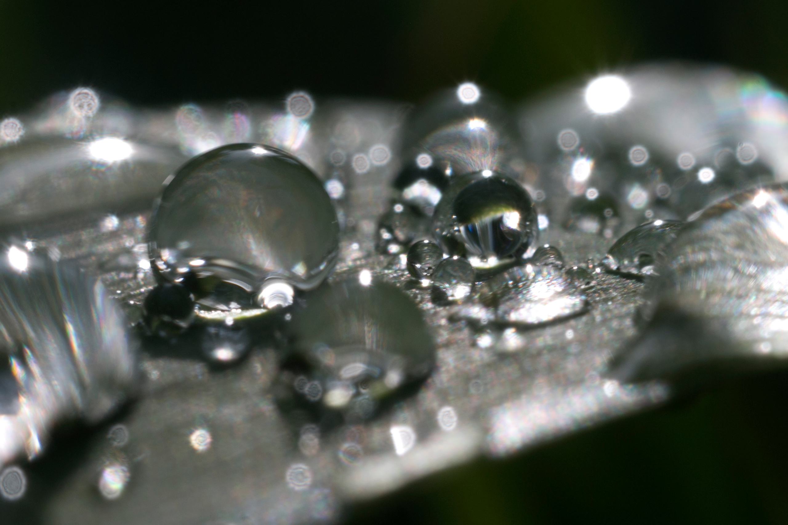 Макро. Фотограф Лагутин Анатолий