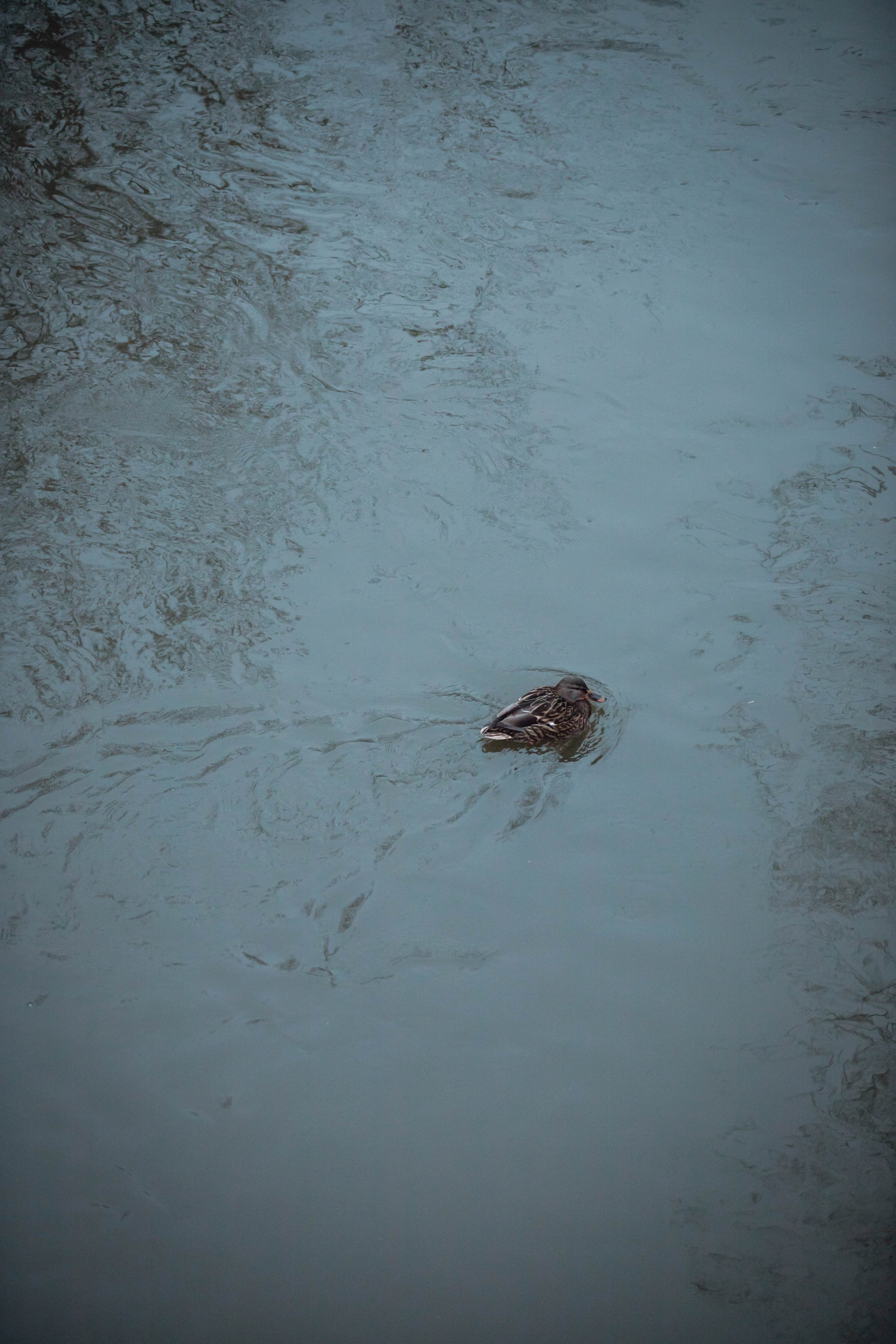 5 верст/декабрь. Александра Мельниченко/ Бегающий фотограф