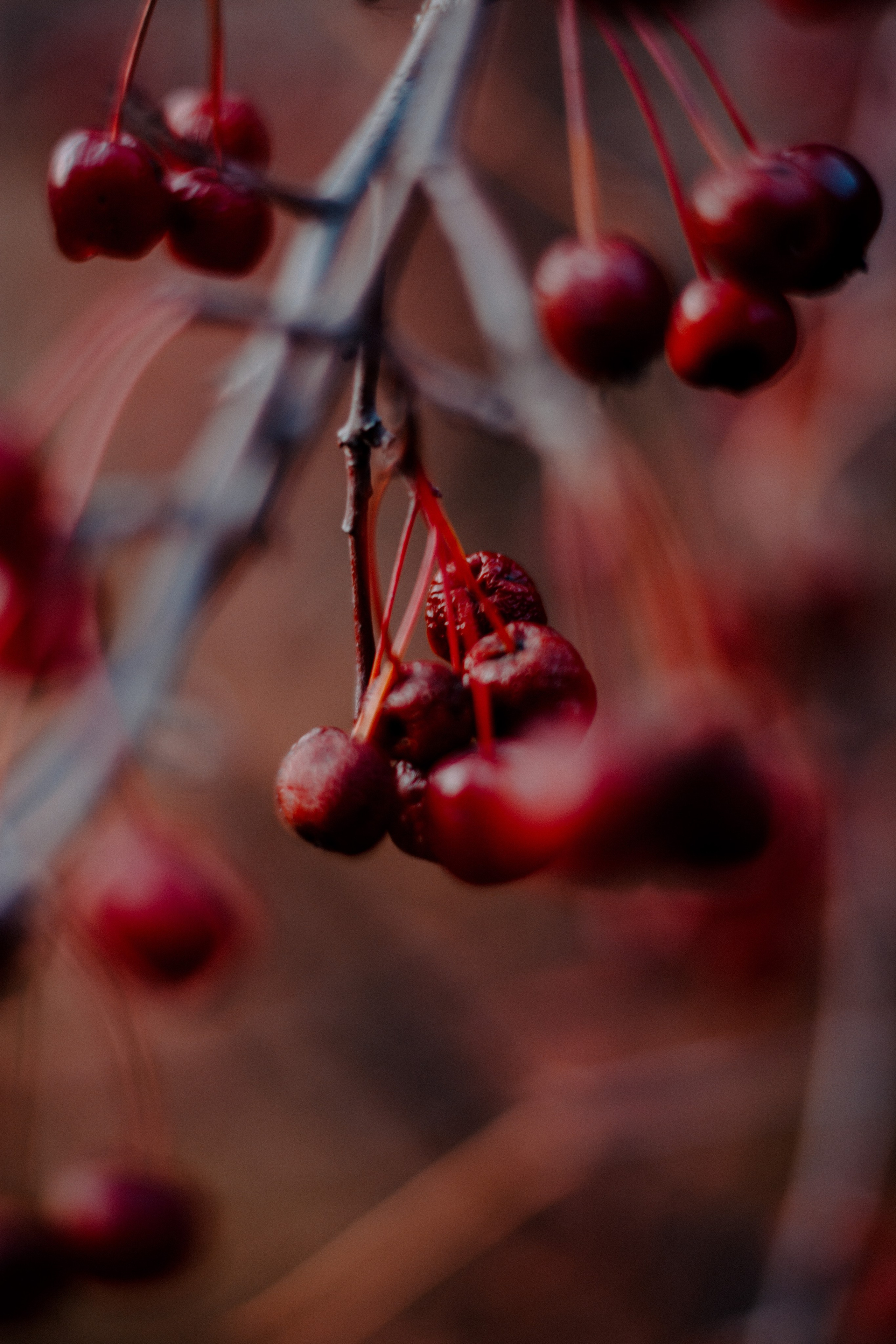 Flowers. Фотографирую искусство в Хабаровске