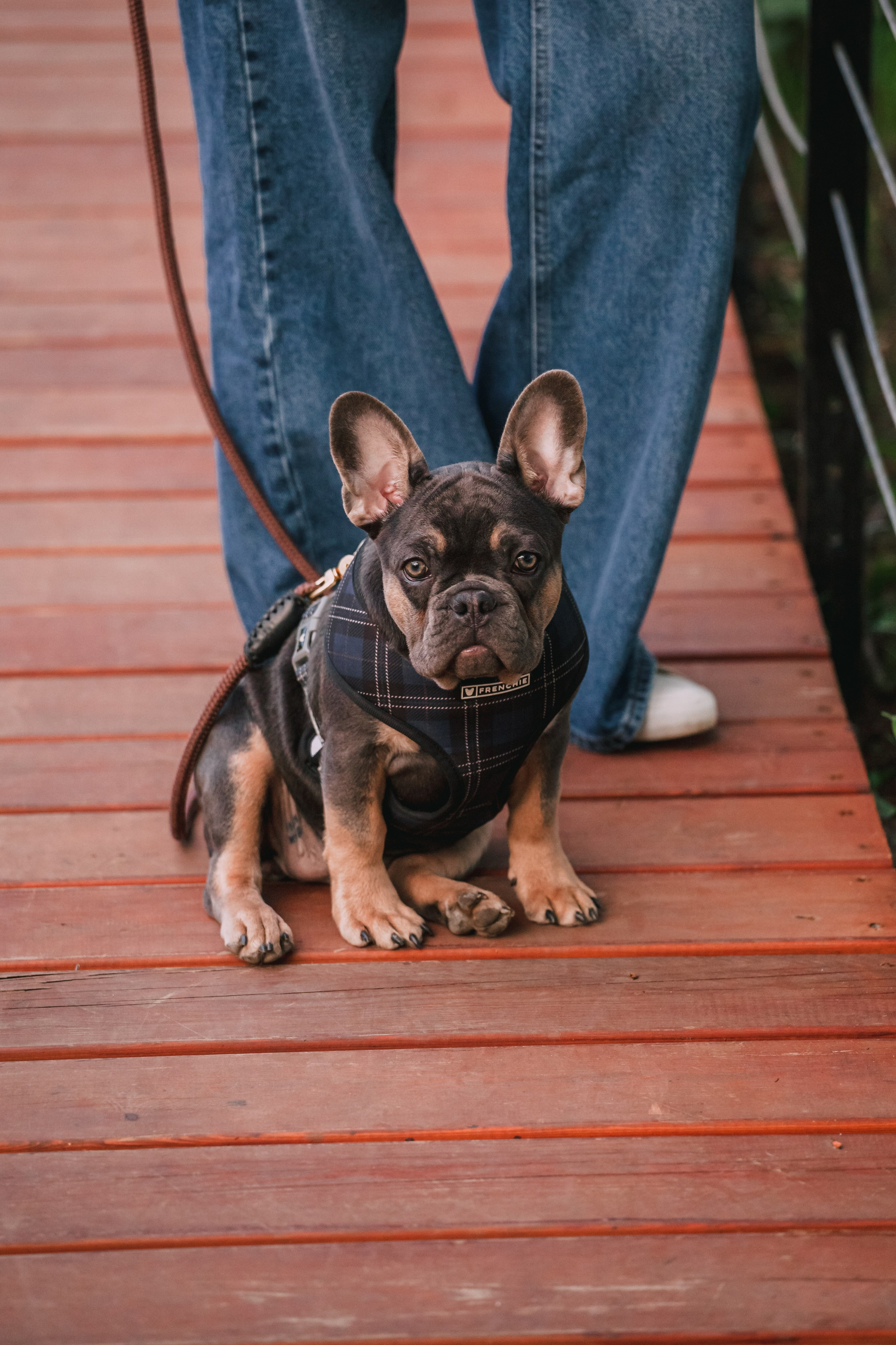 Даша и Мишель. Фотограф-анималист Татьяна Степанова