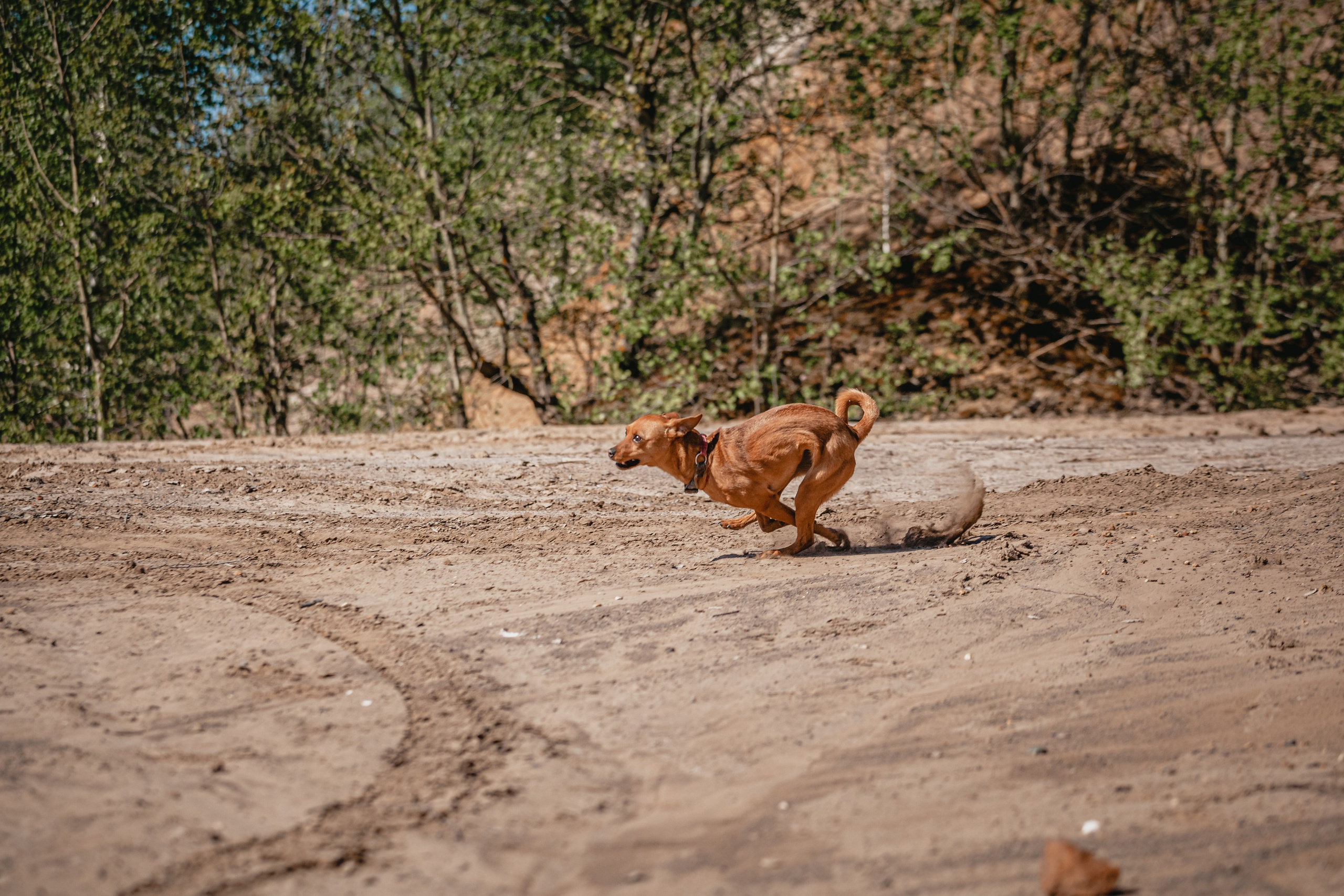 Кондуки. Фотограф-анималист Татьяна Степанова