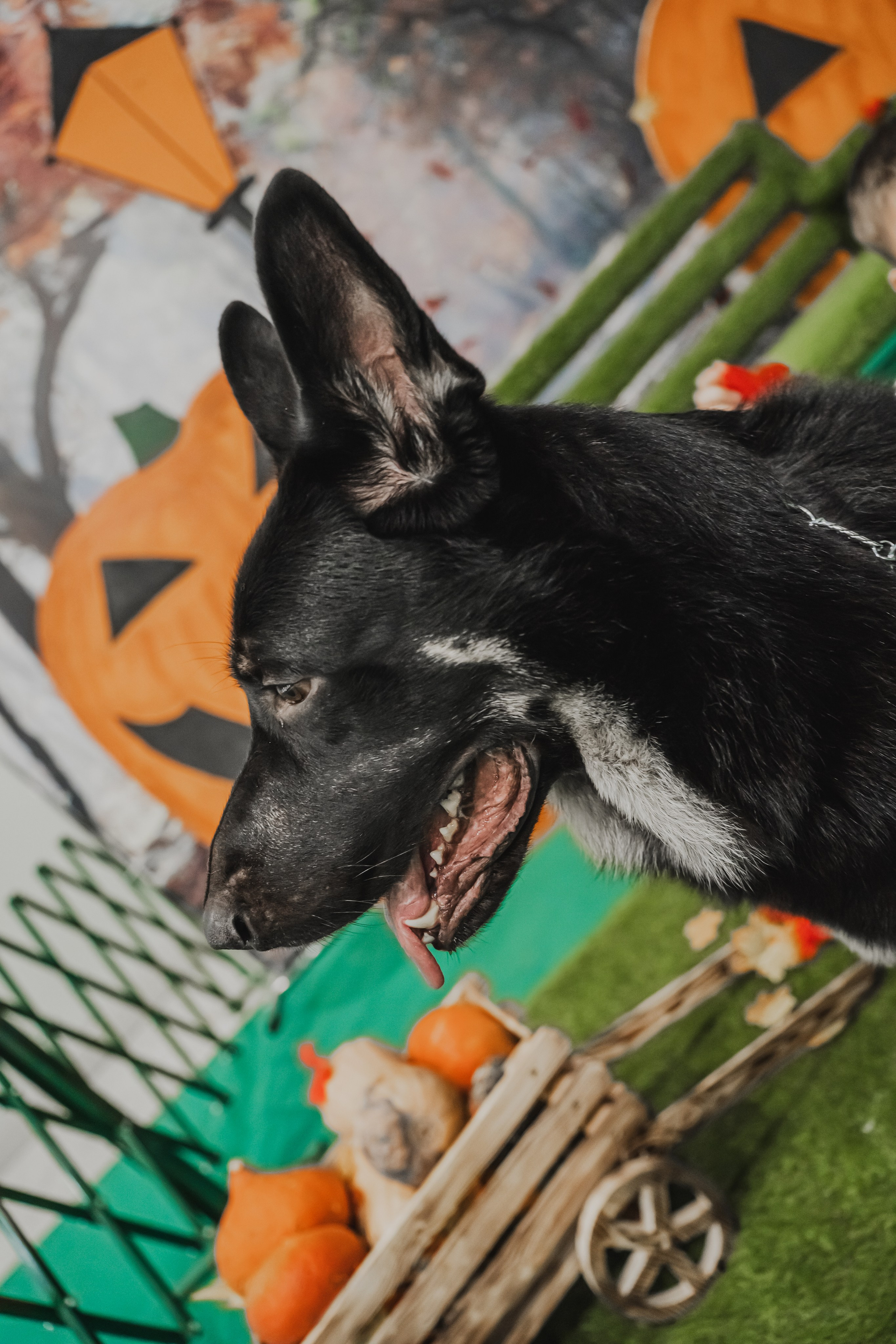 Международная выставка собак всех пород. Репортажный фотограф Анастасия Рубцова