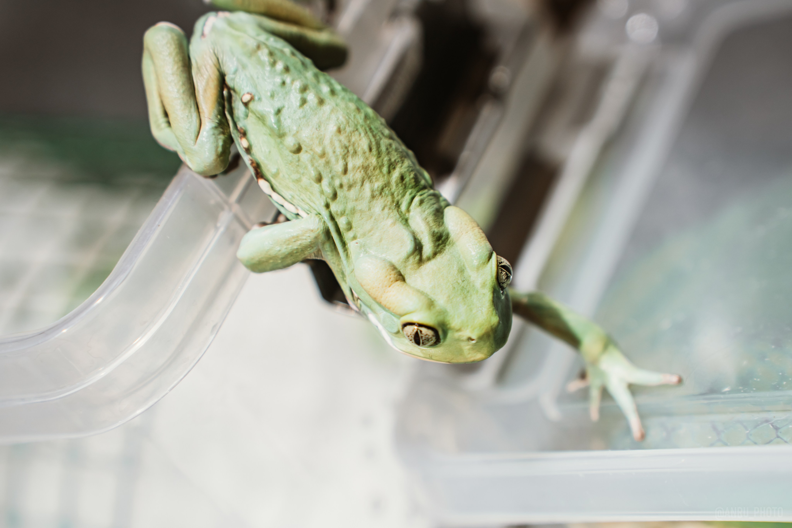 Рептилиум. Репортажный фотограф Анастасия Рубцова