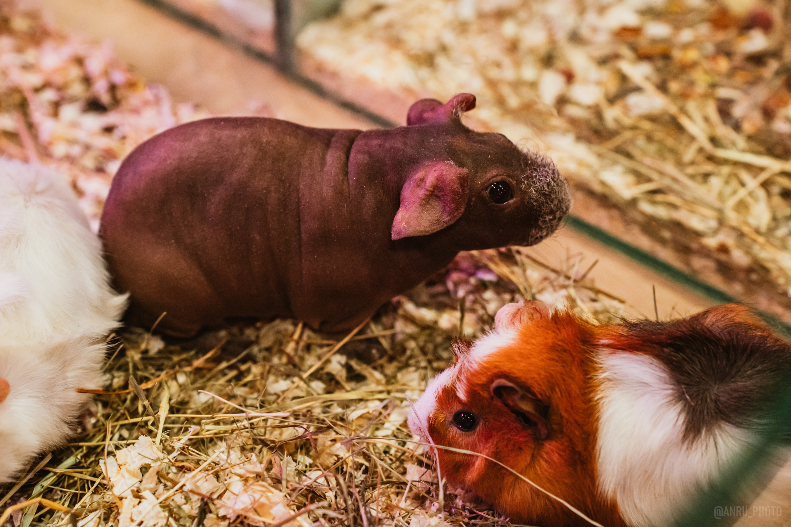 Рептилиум. Репортажный фотограф Анастасия Рубцова