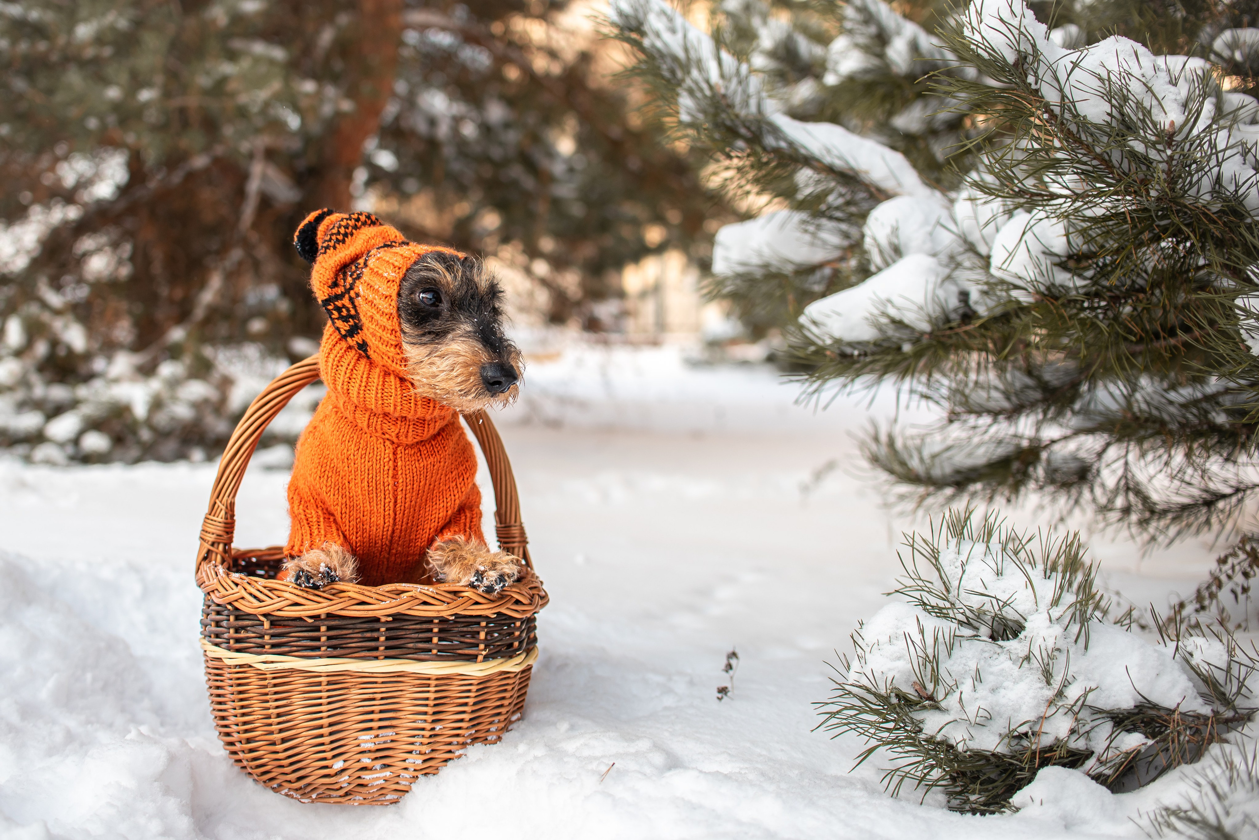 Фотограф Анималист. Фотограф Макс Огурцов в Нижнем Новгороде