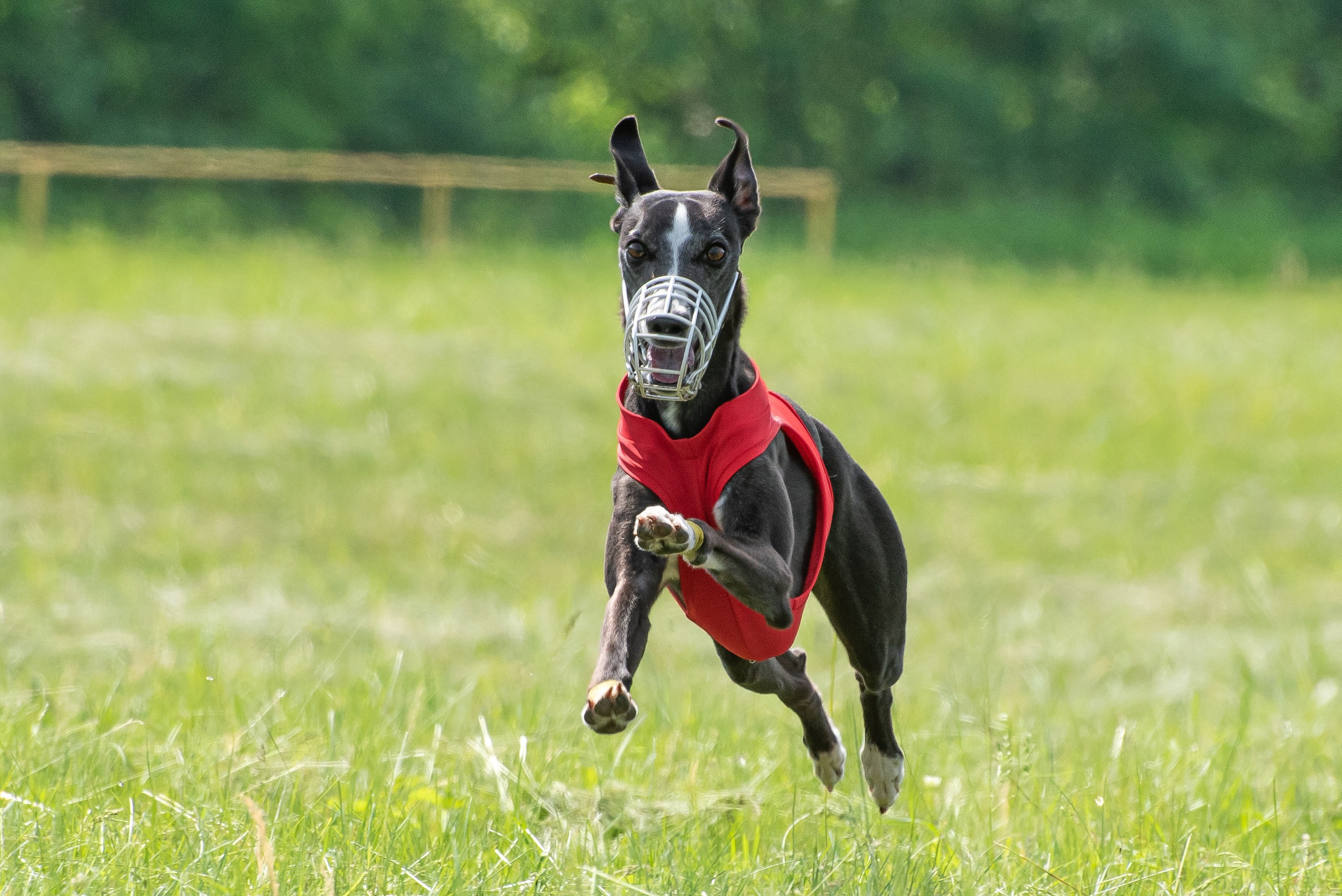 Спортивный фотограф анималист курсинг. Фотограф Макс Огурцов в Нижнем Новгороде