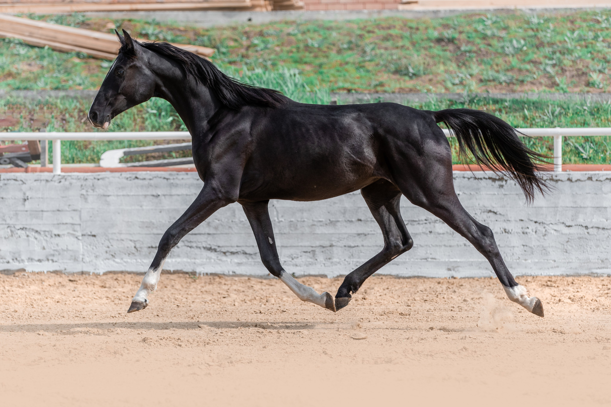 В движении. Фотограф-анималист Ксендзова Кристина