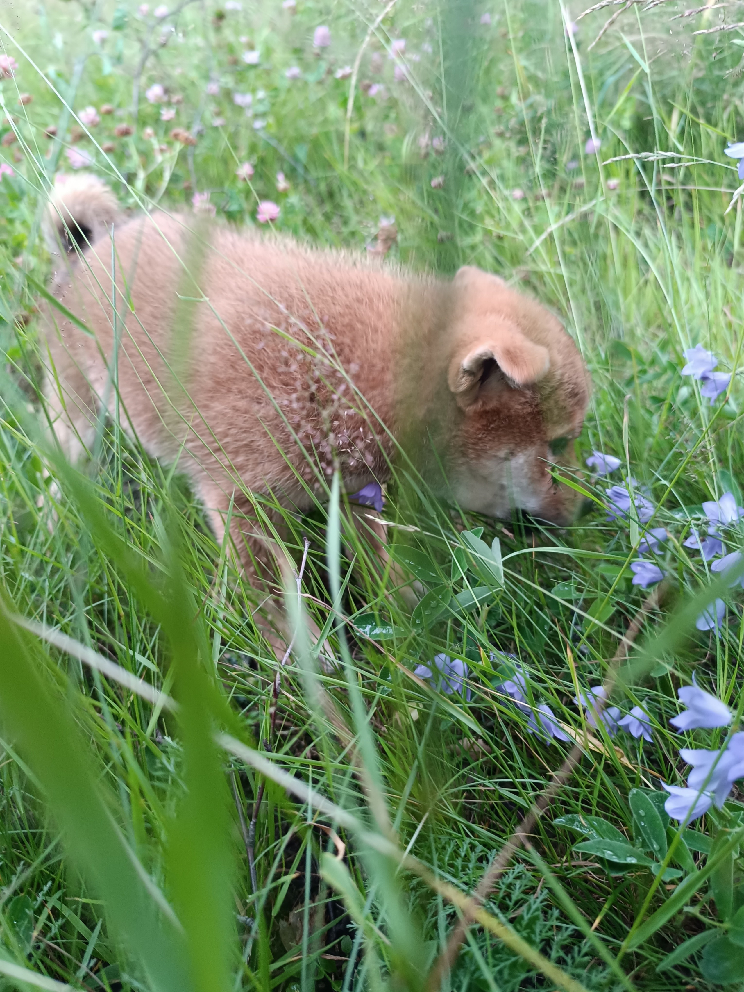 сиба питомник Рубилайт щенки на продажу rubylight  сиба щенки купить СПб Санкт-Петербург 