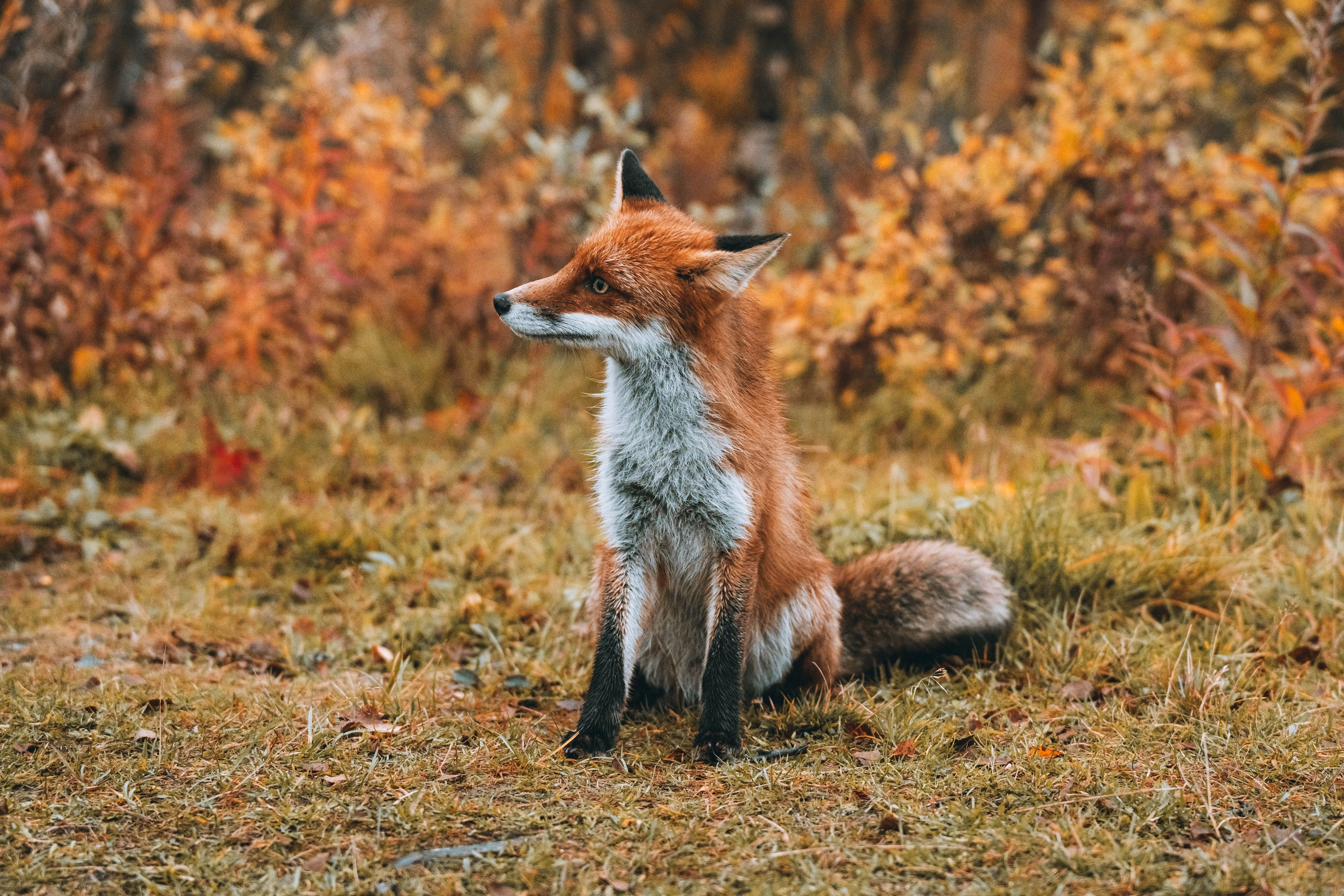 СЕВЕР. Event фотограф Степанова Александра