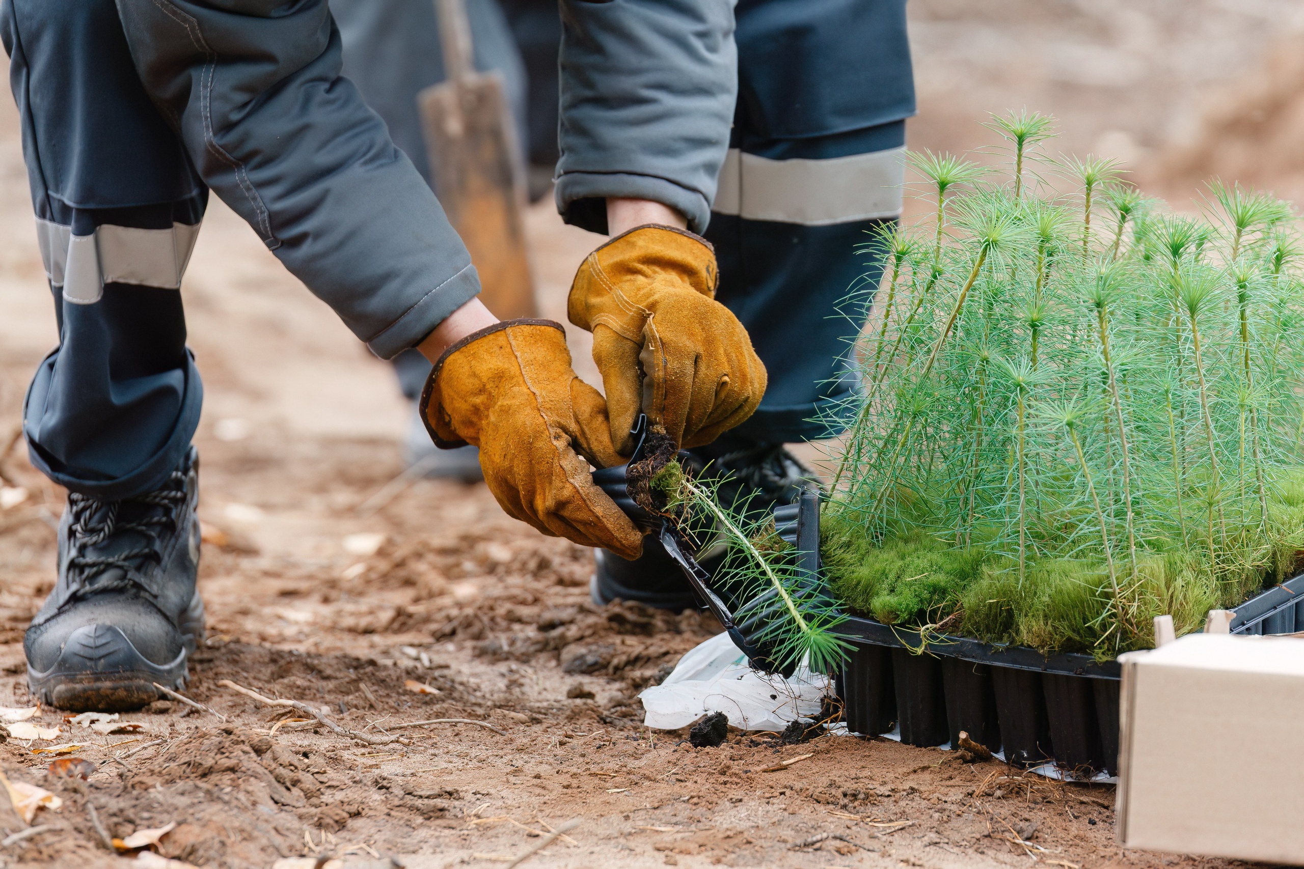 Сады памяти. Свадебный и репортажный фотограф Киров | Вадим Карпук