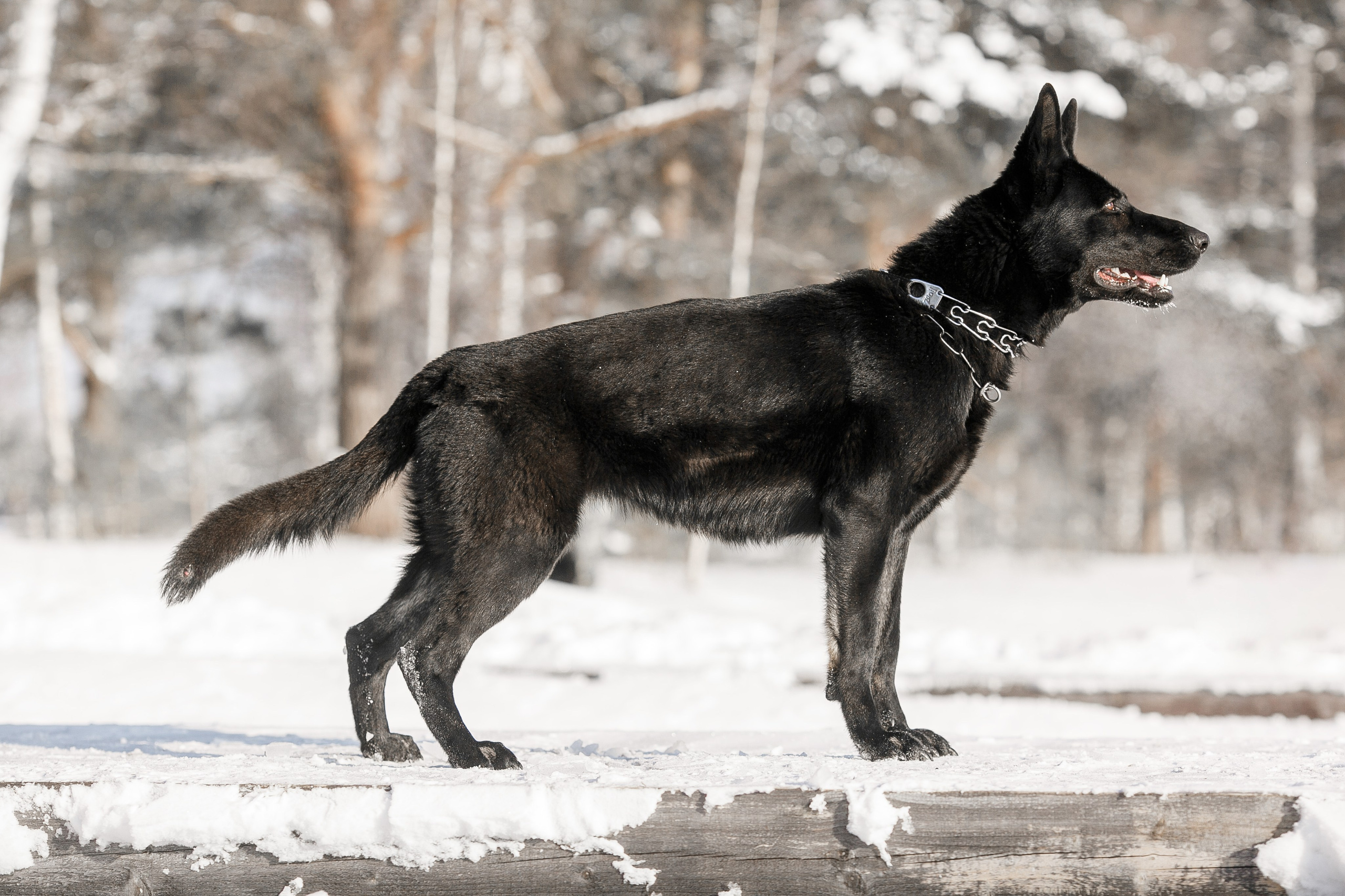 Фотосъемка собак для питомника немецких овчарок. Репортажный фотограф Борис Геер