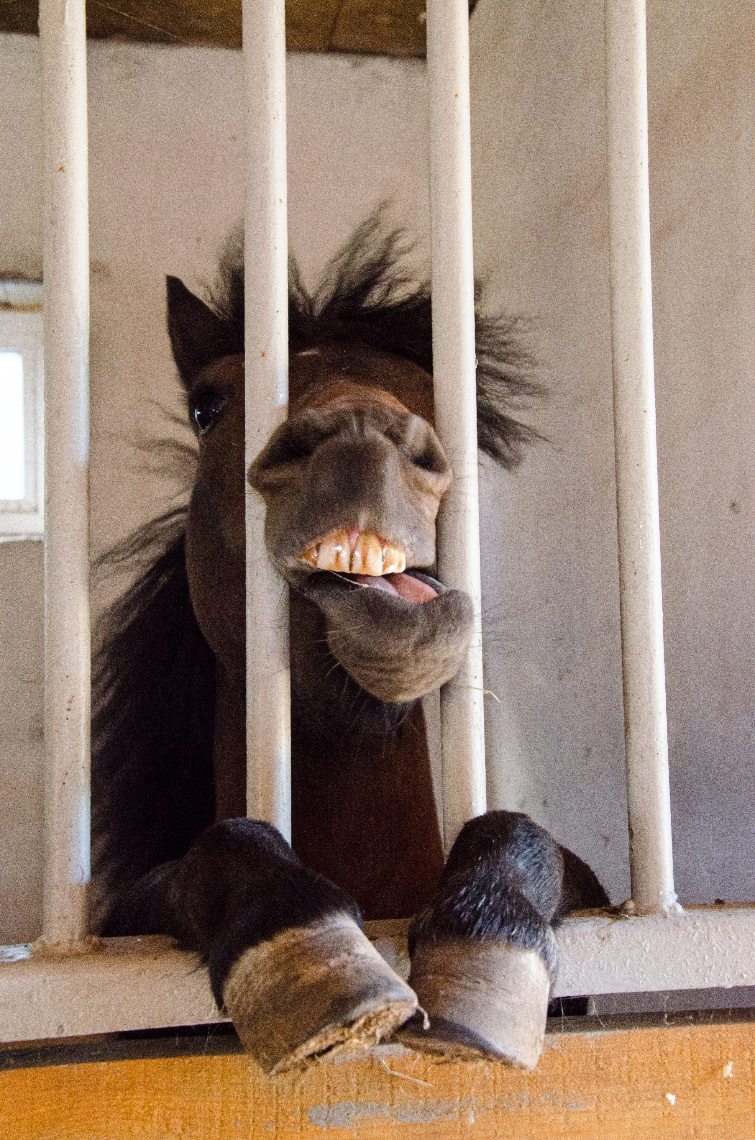 Лошади. Мультифотограф Виктория Лихоманова