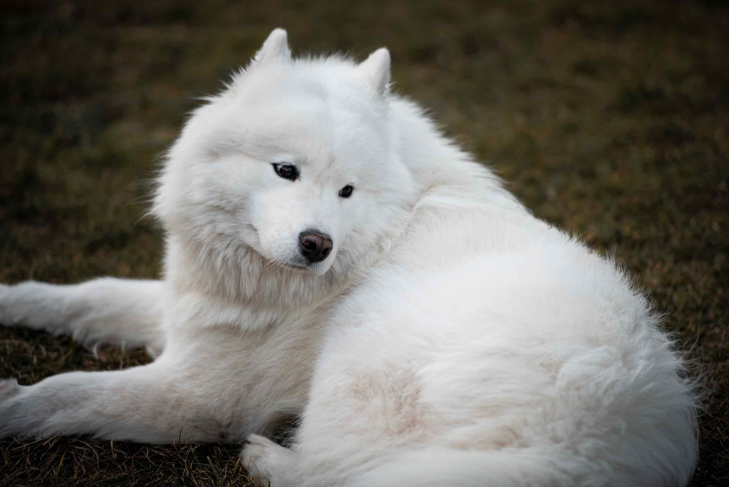 Фотосессия Светлана Бень (Беня) фотограф Талилула