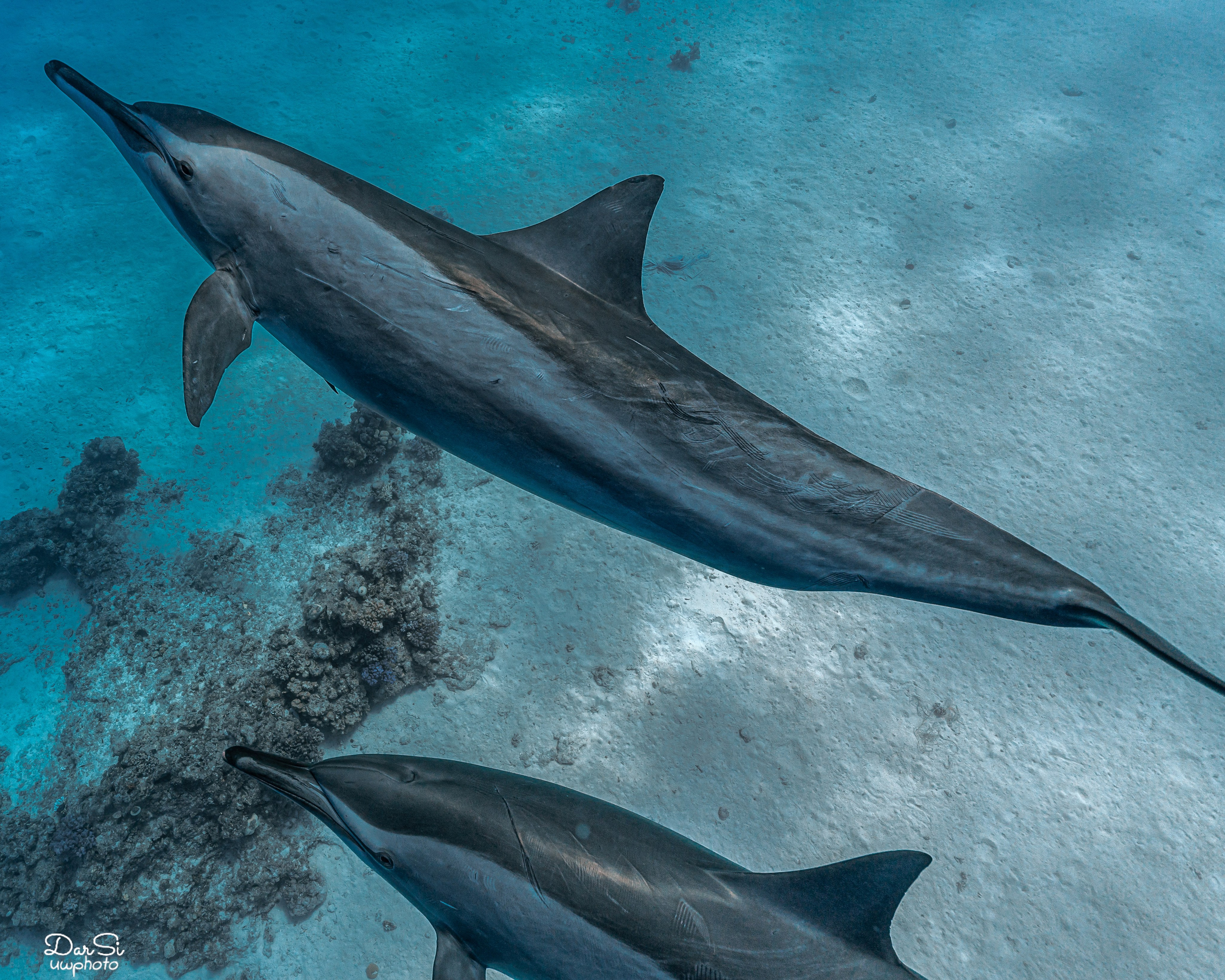 Дельфины. Подводный фотограф на Филиппинах Синицина Дарья