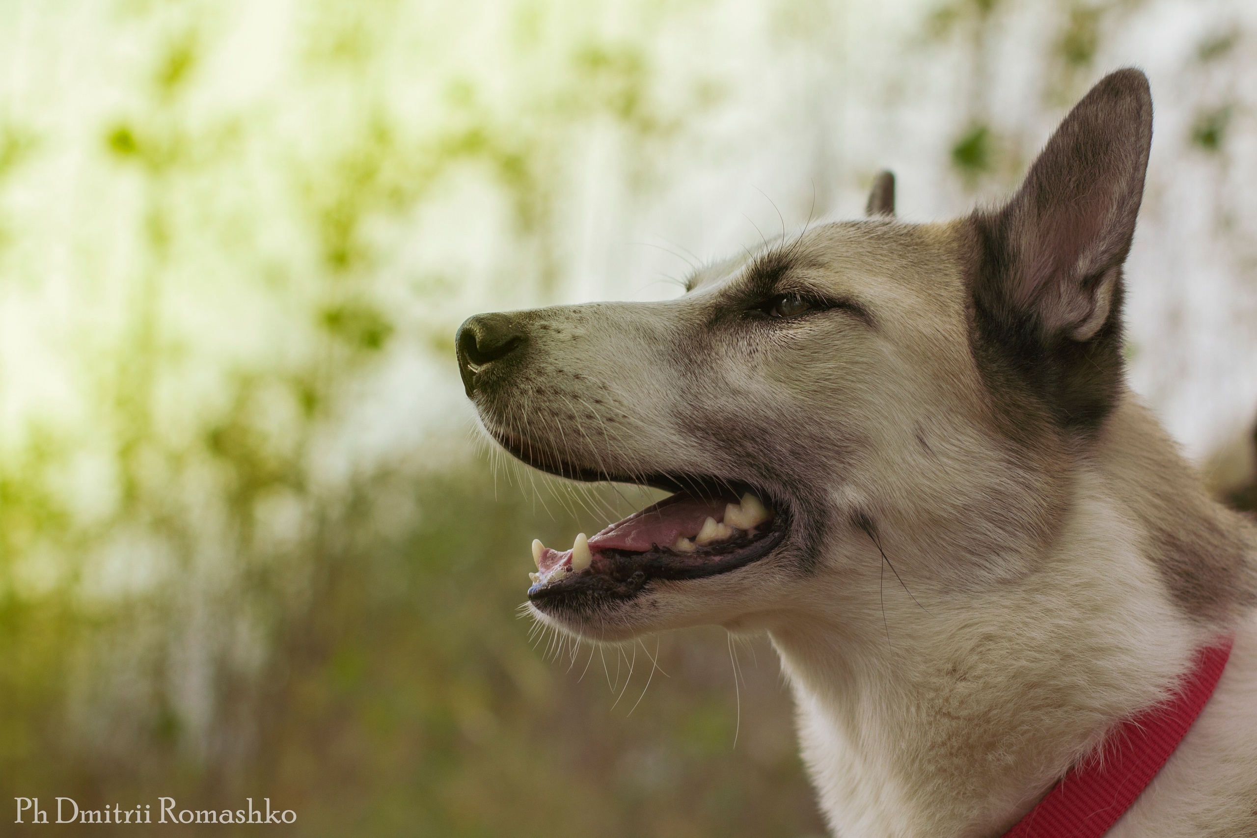Анималистка. Фотограф Дмитрий Ромашко