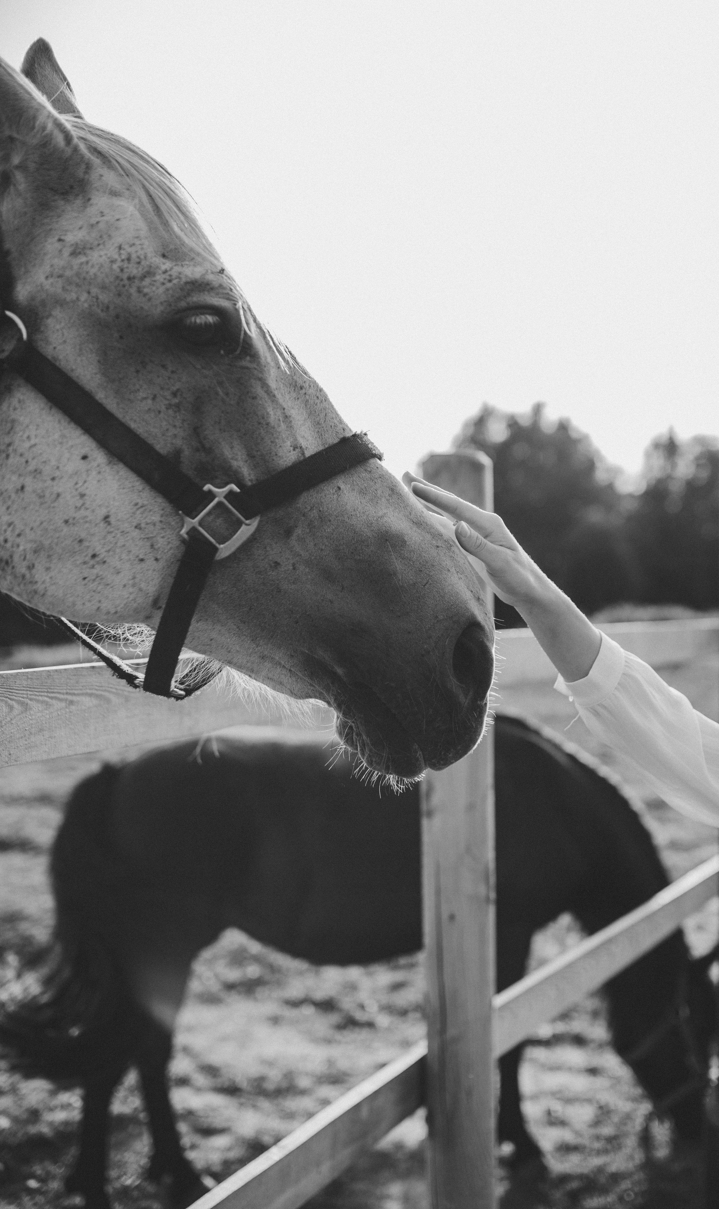 Ферма. Семейный фотограф Кристина Шахура