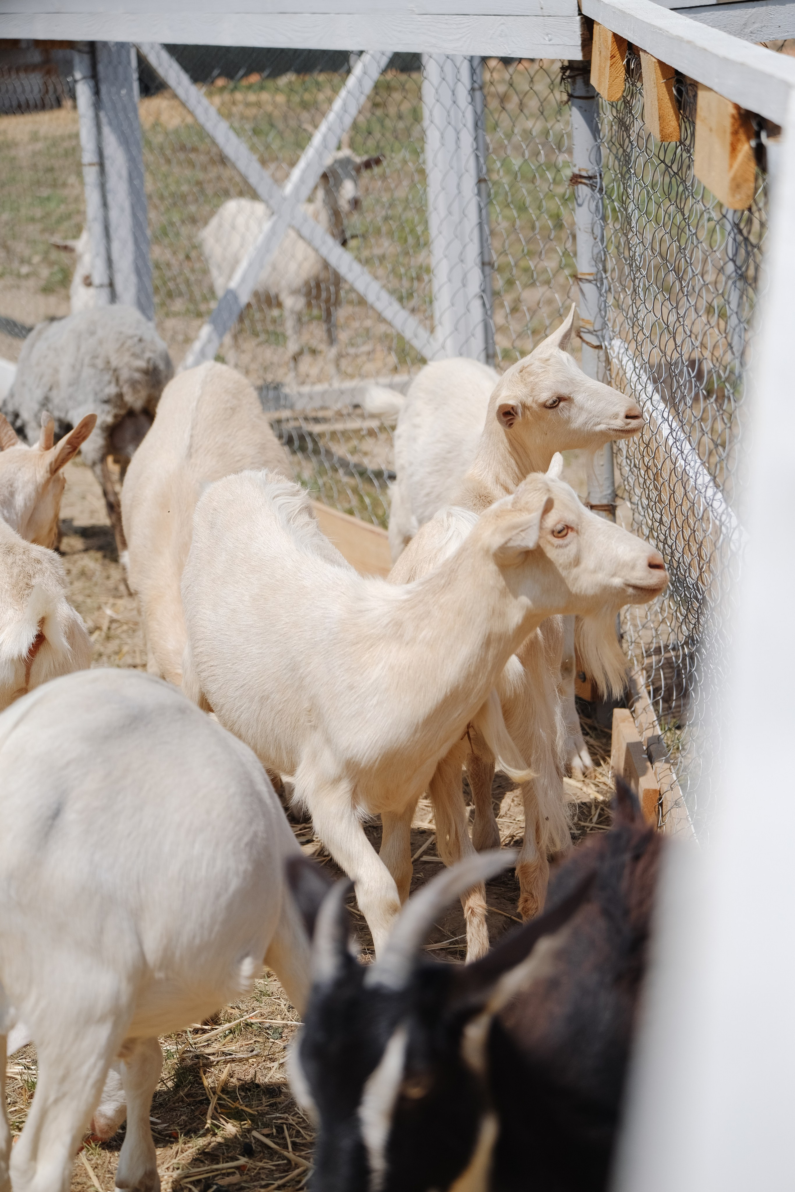 Репортаж на ферме. Профессиональная фотосъемка в Крыму. Натуральные эмоции и живые кадры. Забронируйте дату прямо сейчас!