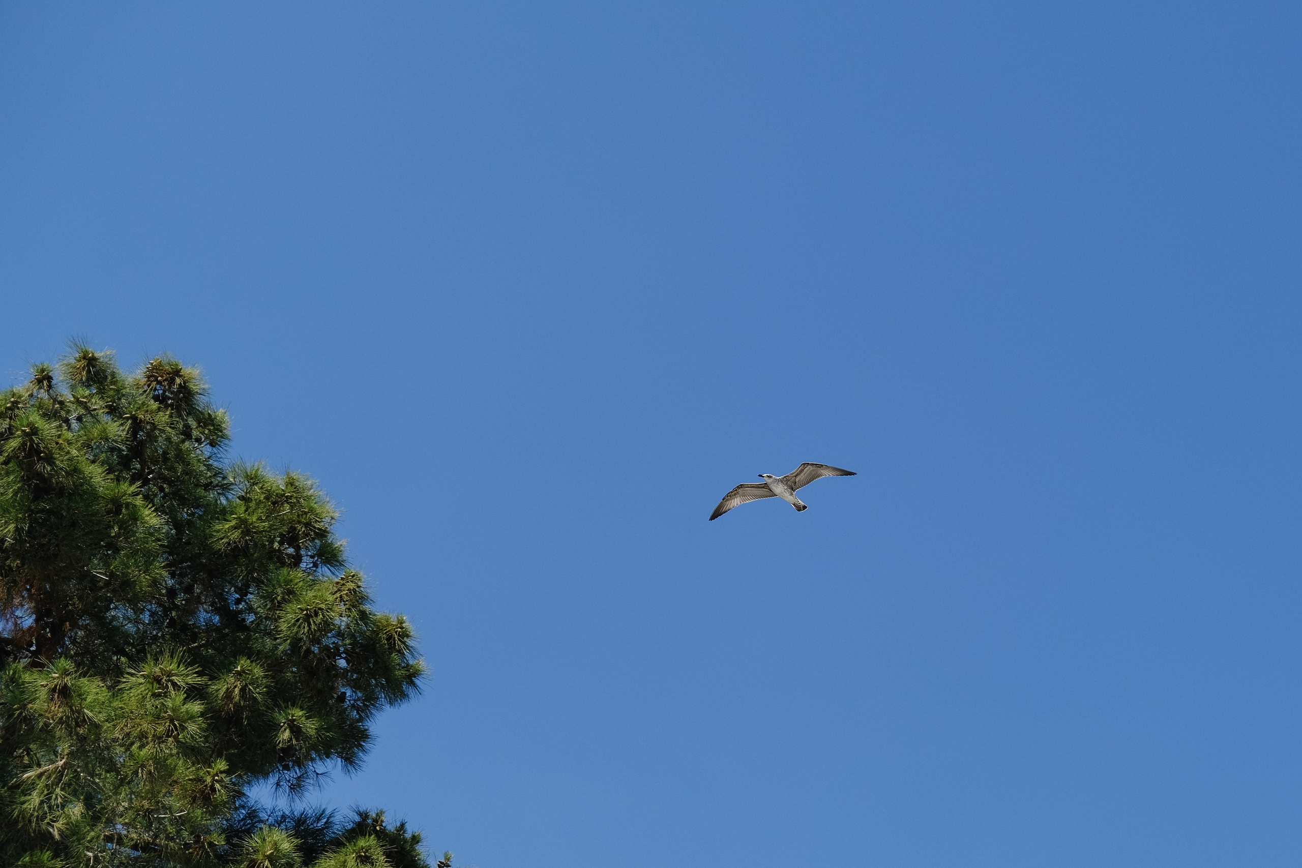 А+Е (Ялта). Профессиональная фотосъемка в Крыму. Натуральные эмоции и живые кадры. Забронируйте дату прямо сейчас!