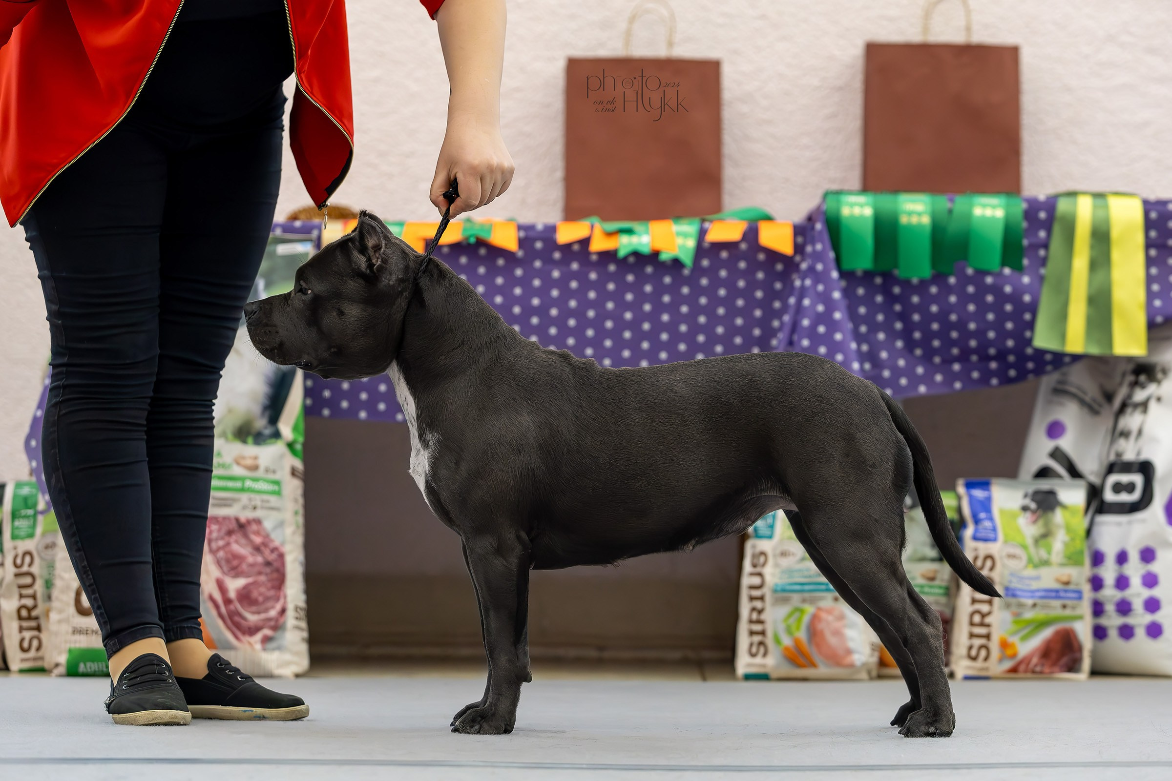 14 сентября 2024, Выставка РКФ, г. Пермь. Htykk_photo