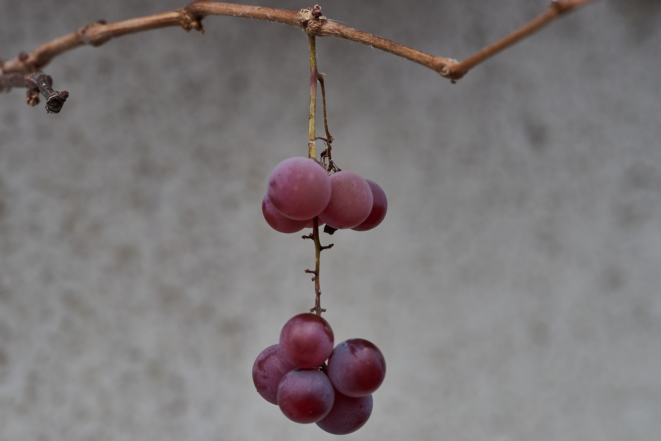 Краснореченское. Луганская область. Фотопроект «Территории»