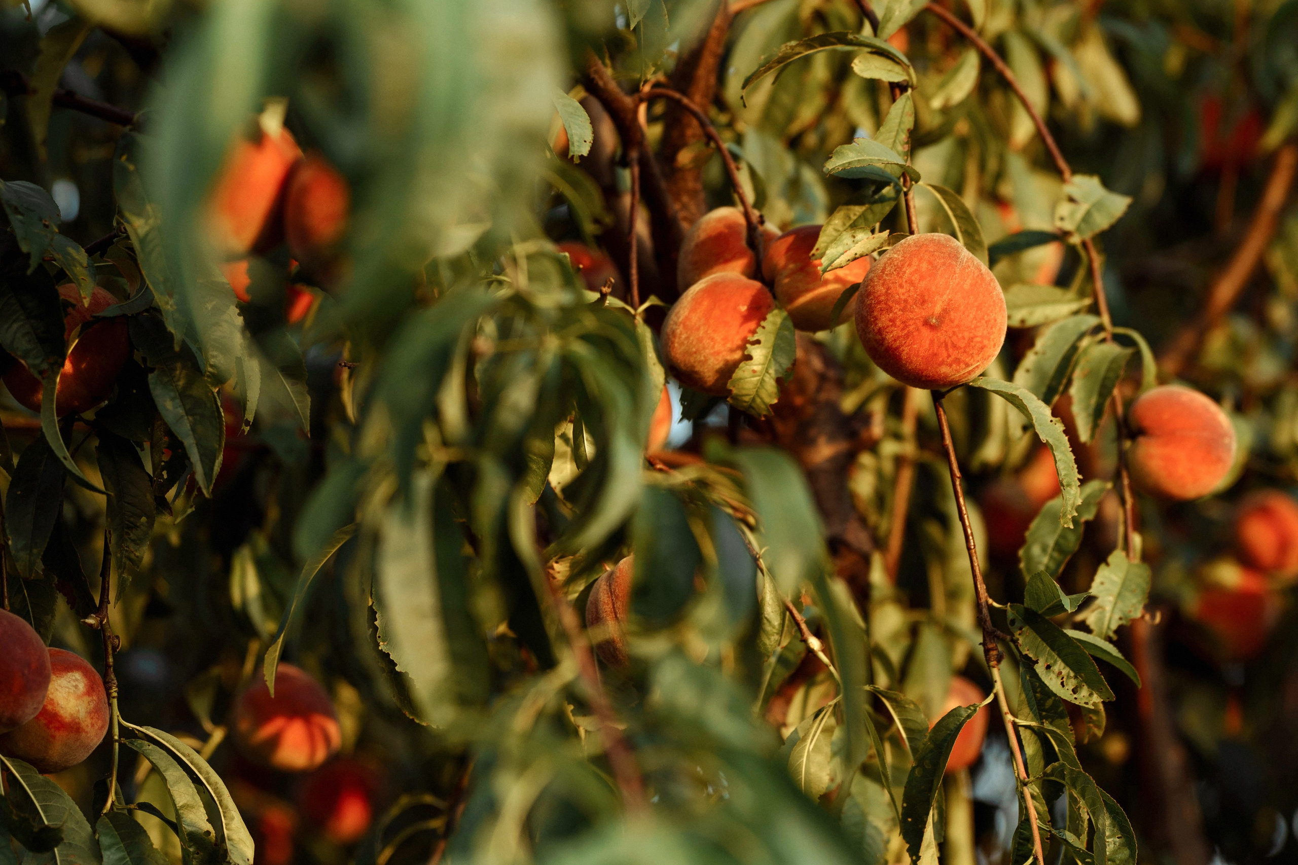 Радмила. Татьяна Тагель