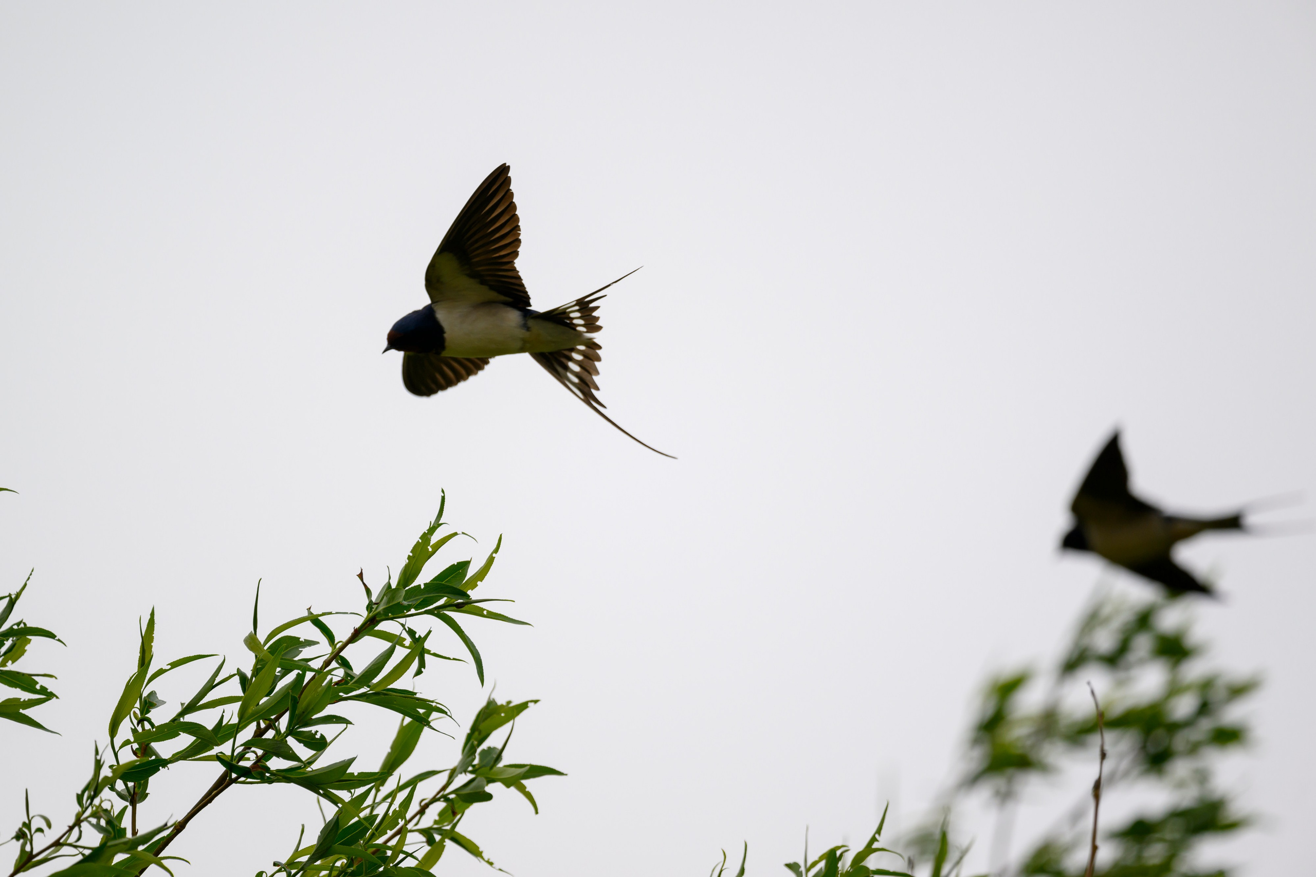 Болотные совы и лунь. Wildlife photography by Sergey Puponin