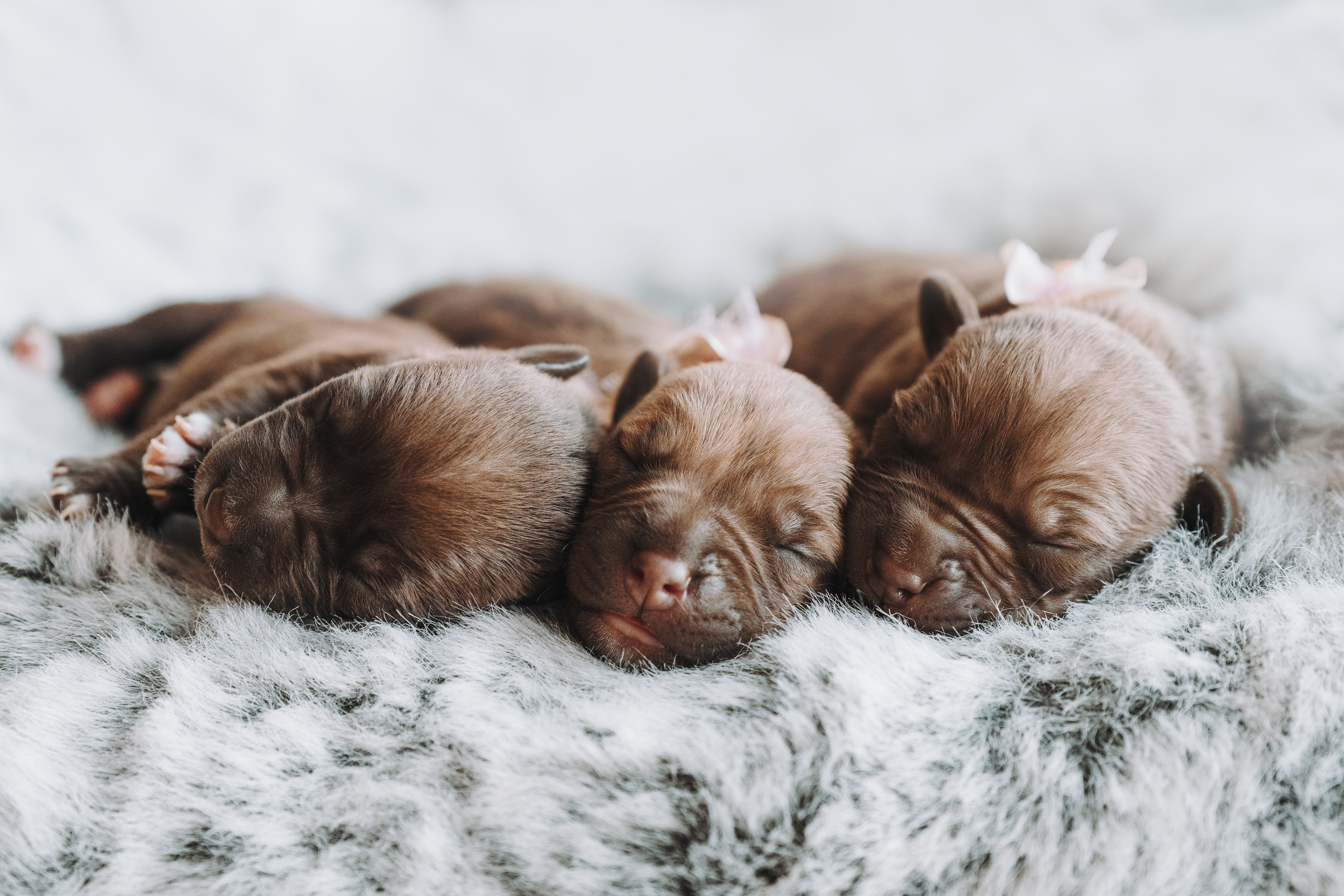 Прайтеры. Фотограф анималист Осипчикова Мария