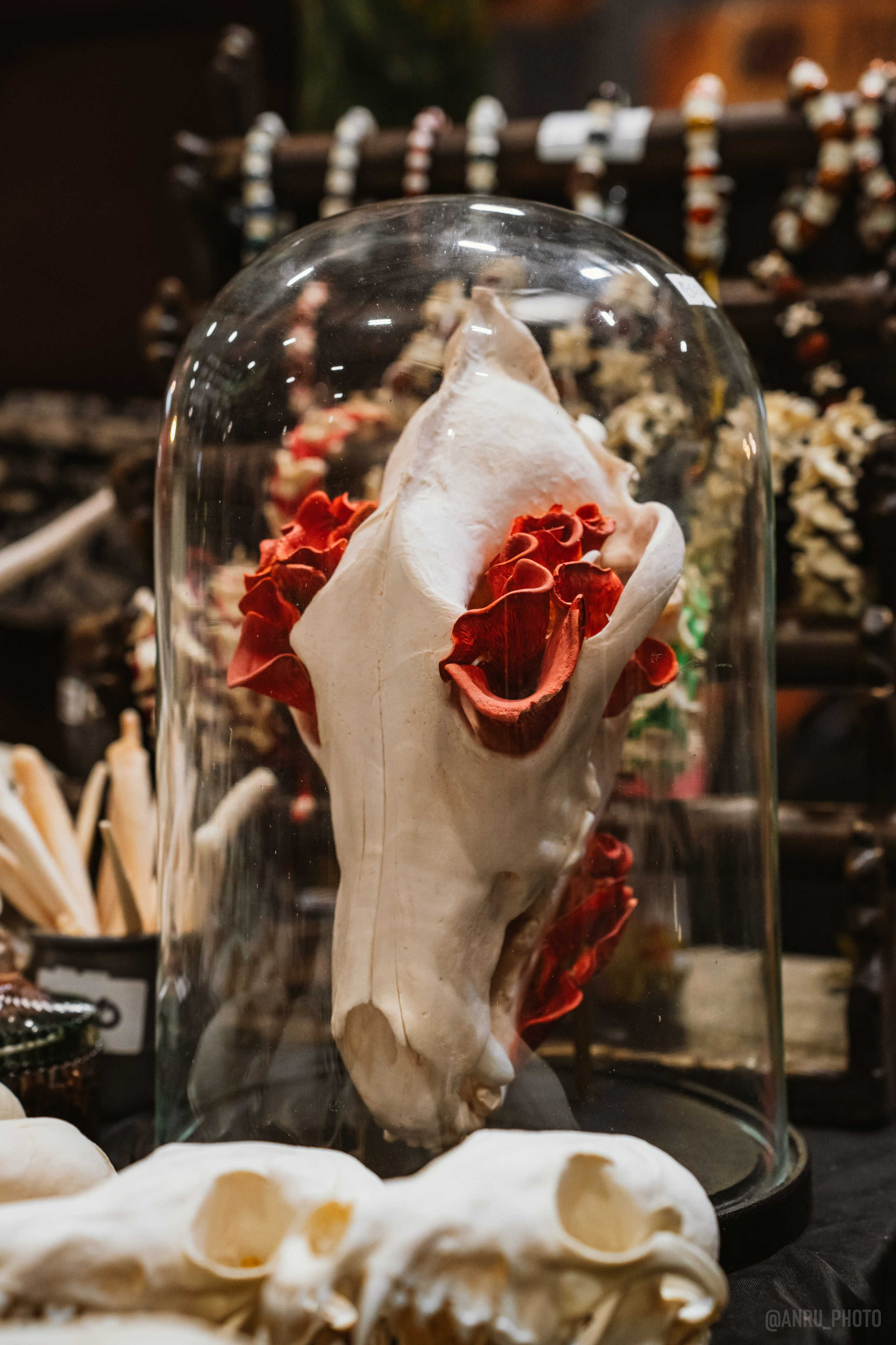 Рептилиум (ручная работа). Репортажный фотограф Анастасия Рубцова