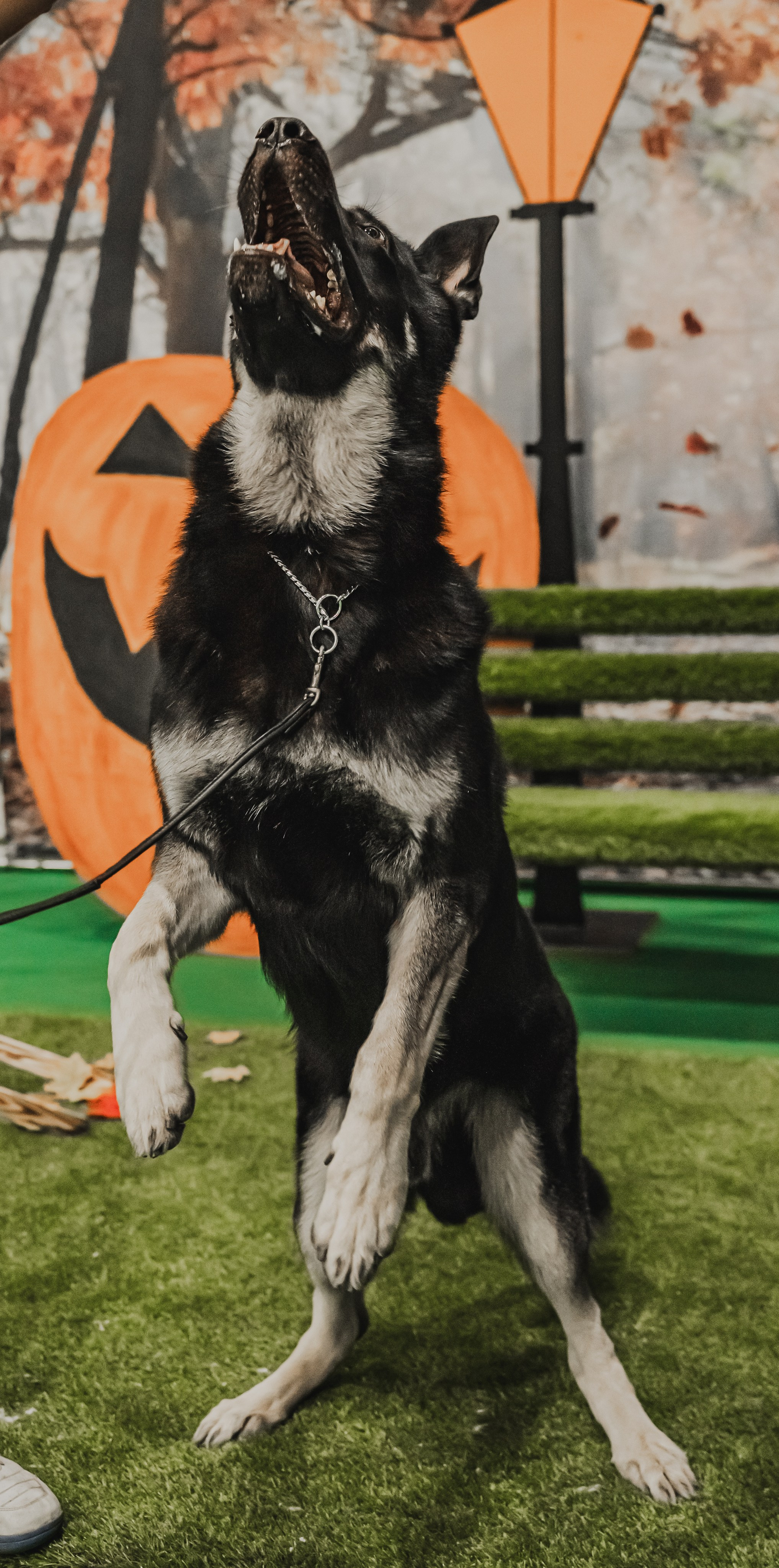 Международная выставка собак всех пород. Репортажный фотограф Анастасия Рубцова