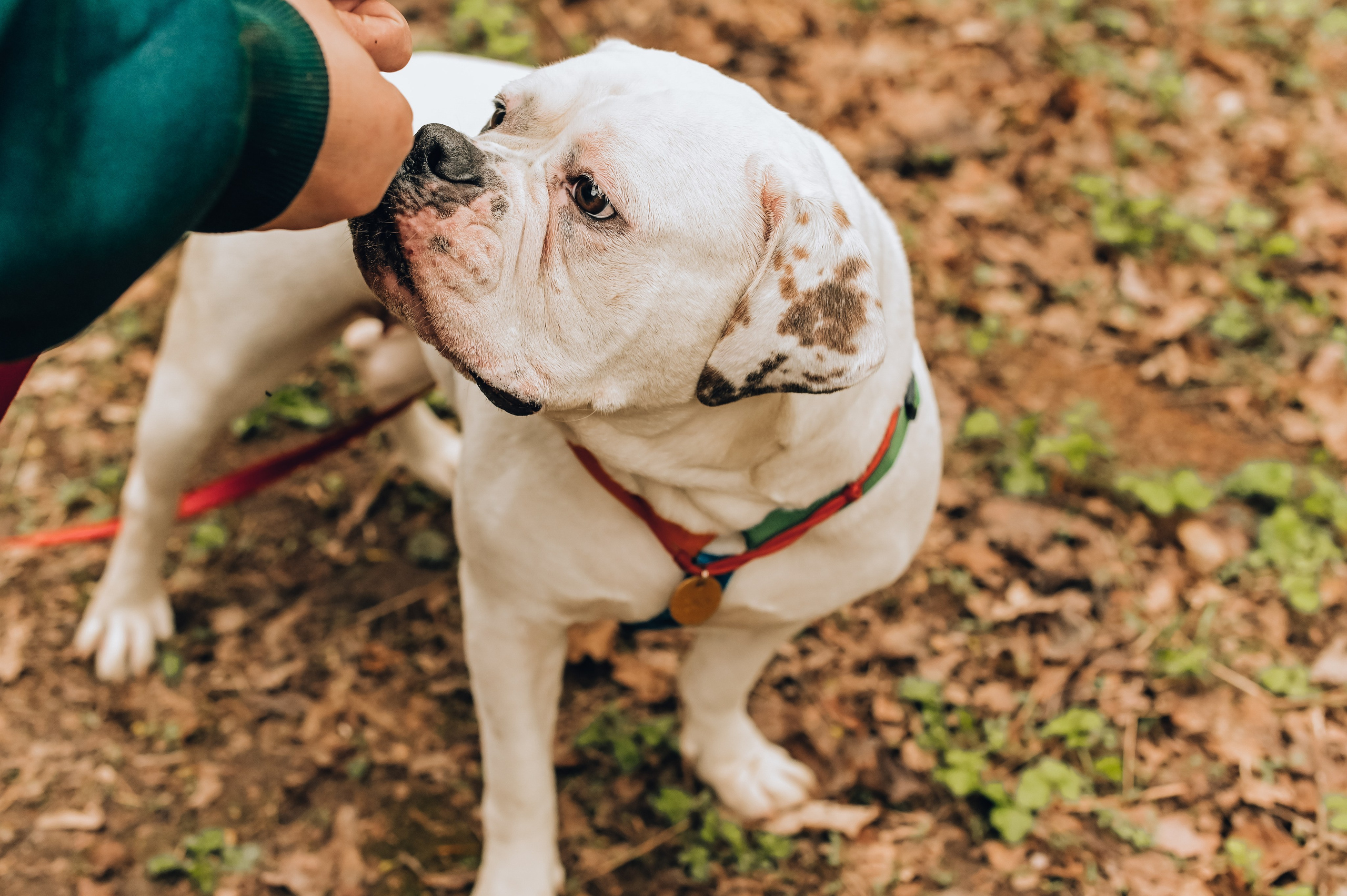 Занятие с кинологом. Семейный и репортажный фотограф в Москве Анастасия Трубкина