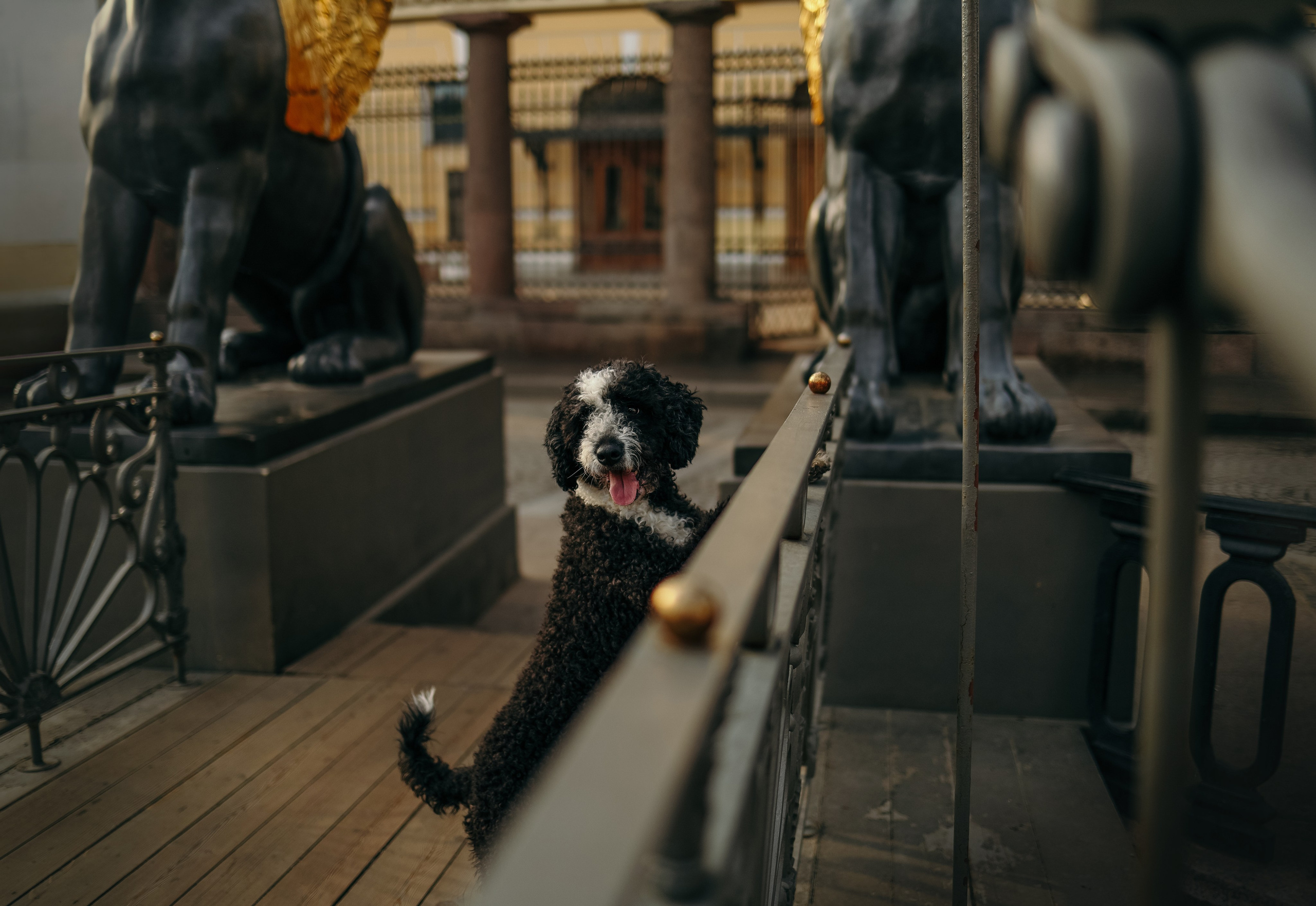В городе. Фотограф- анималист Санкт-Петербург