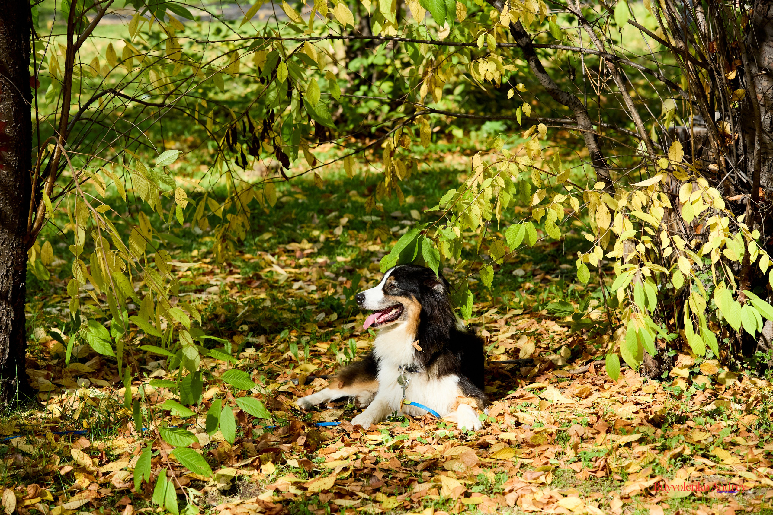 Басенджи и Аусси 21.09.2025. Buyvolenko Andrey