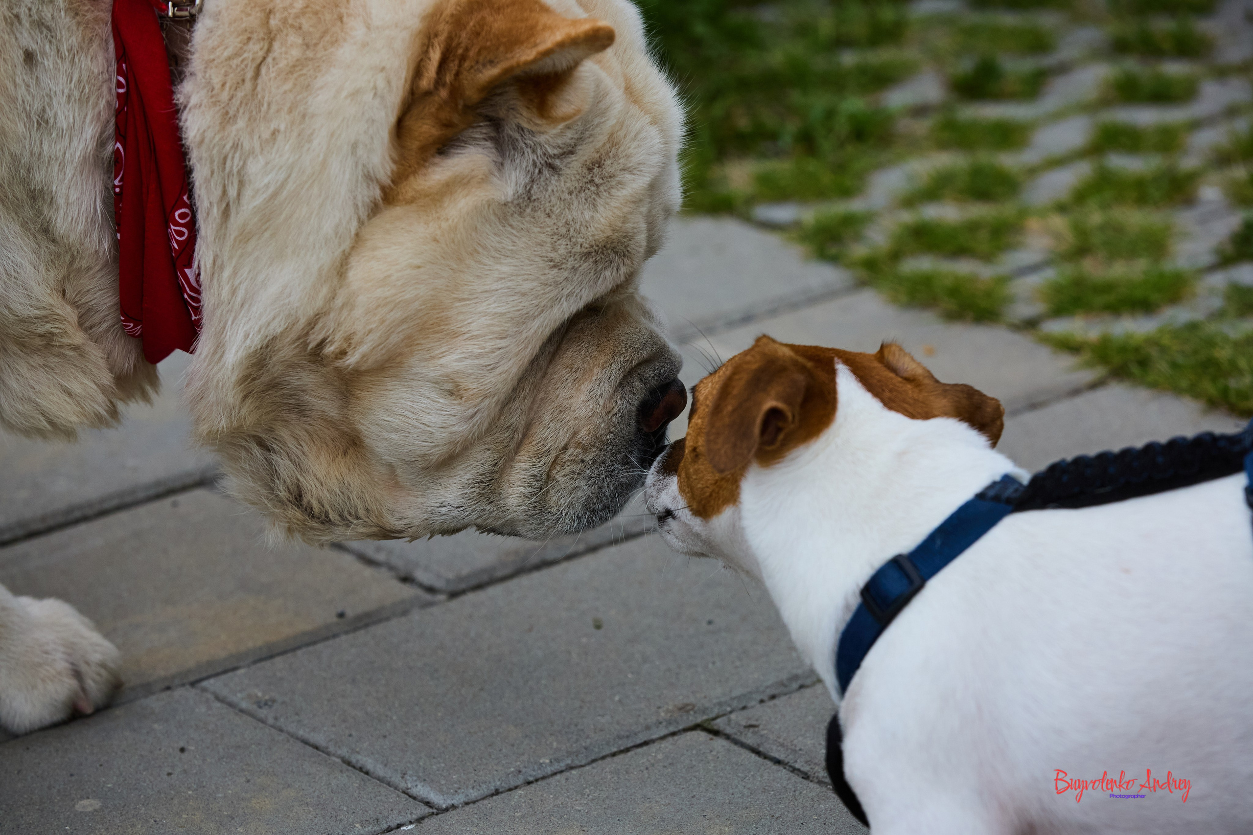 Проект фотопрогулка с хвостиком. Buyvolenko Andrey