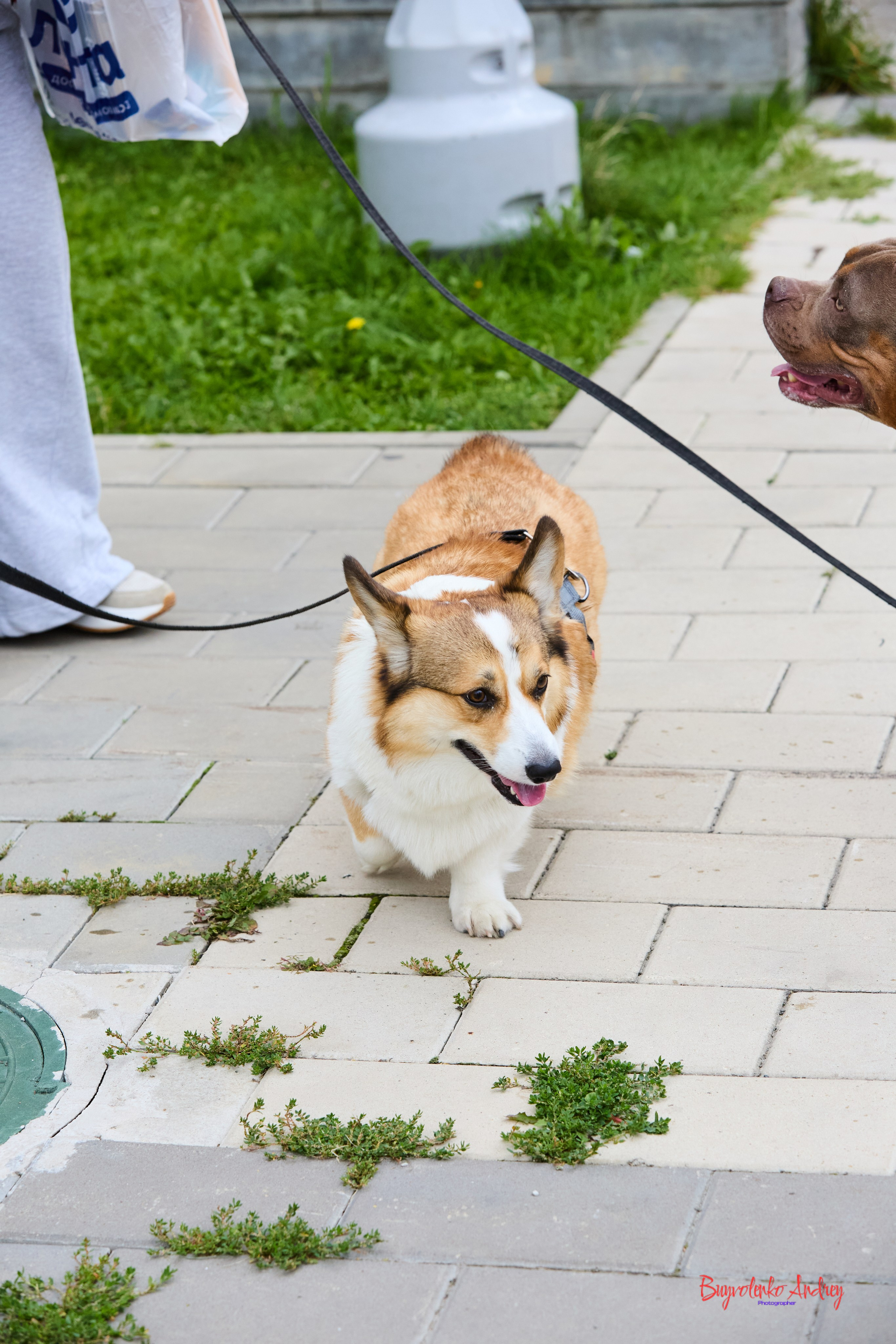 Проект фотопрогулка с хвостиком. Buyvolenko Andrey