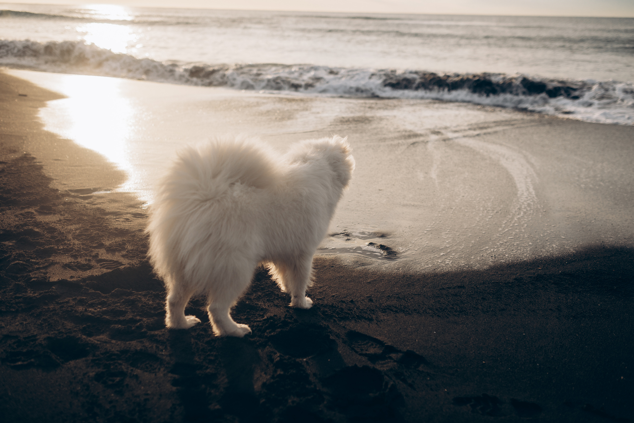 Камчатка: Океан. Wed Photographers 📷 Saint Petersburg
