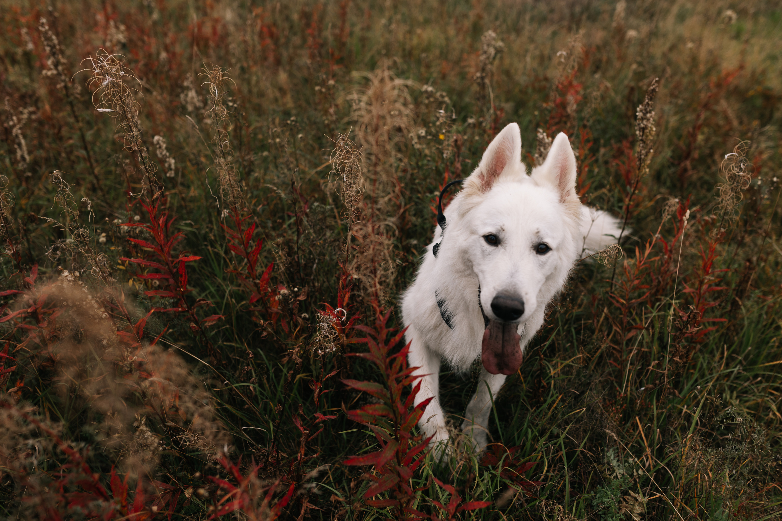 Яна&Миша Lovestory (Свадьба: Это Судьба). Wed Photographers 📷 Saint Petersburg