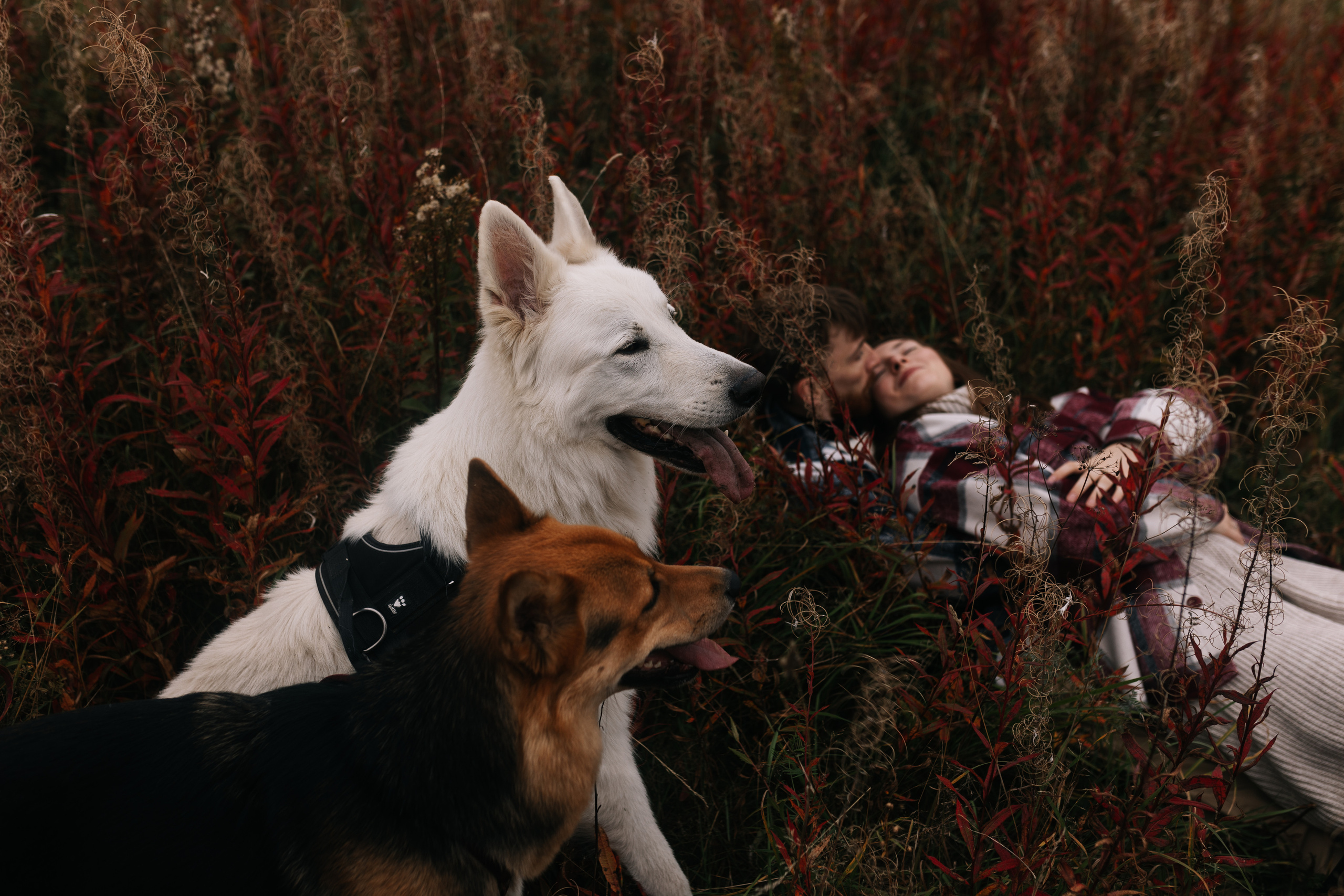 Яна&Миша Lovestory (Свадьба: Это Судьба). Wed Photographers 📷 Saint Petersburg