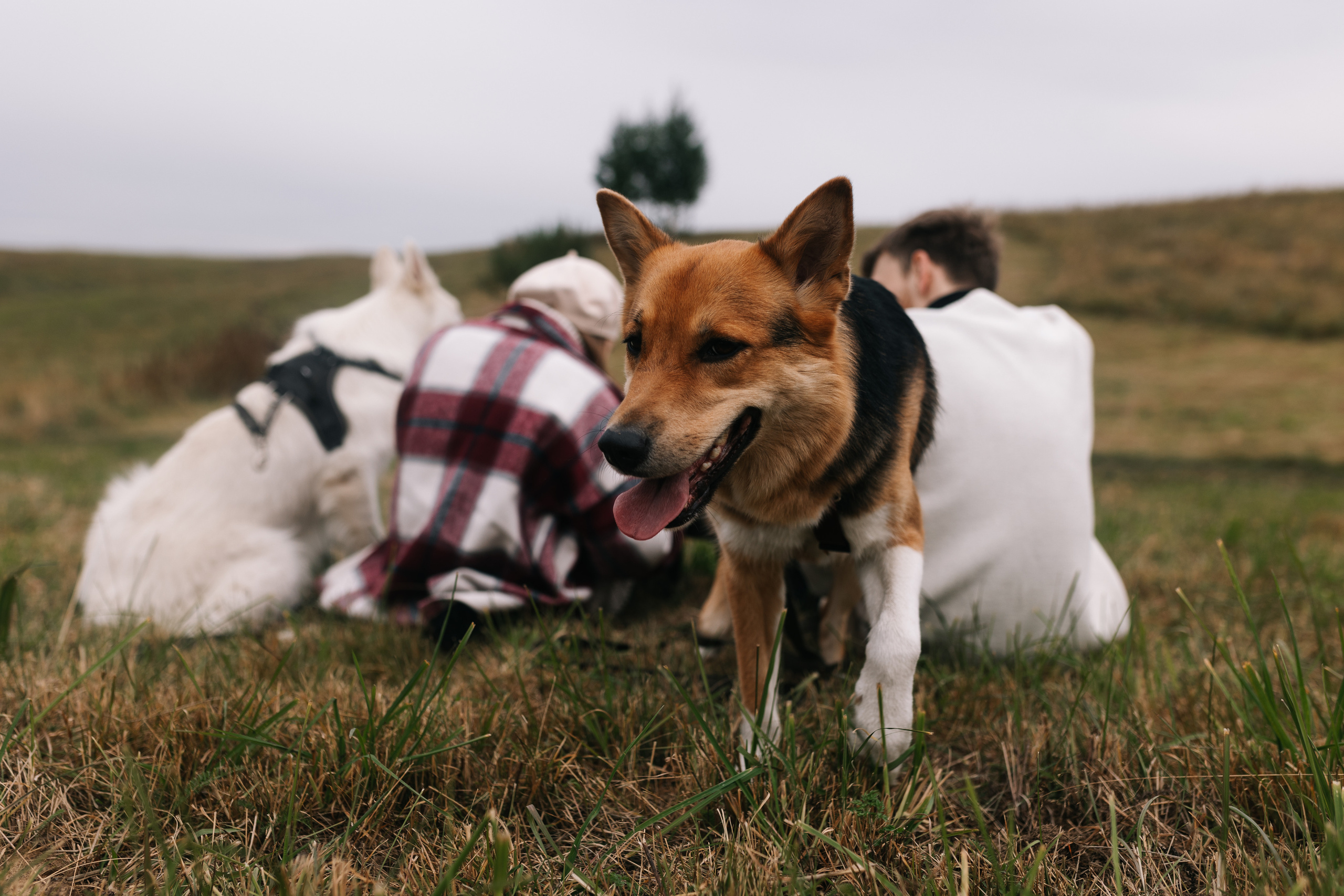 Яна&Миша Lovestory (Свадьба: Это Судьба). Wed Photographers 📷 Saint Petersburg